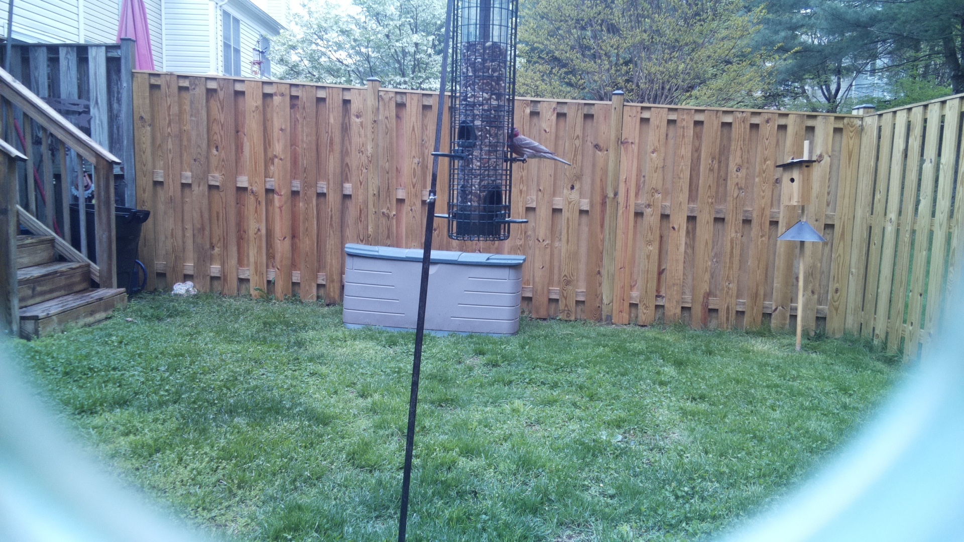 Grey Cuckooshrike
