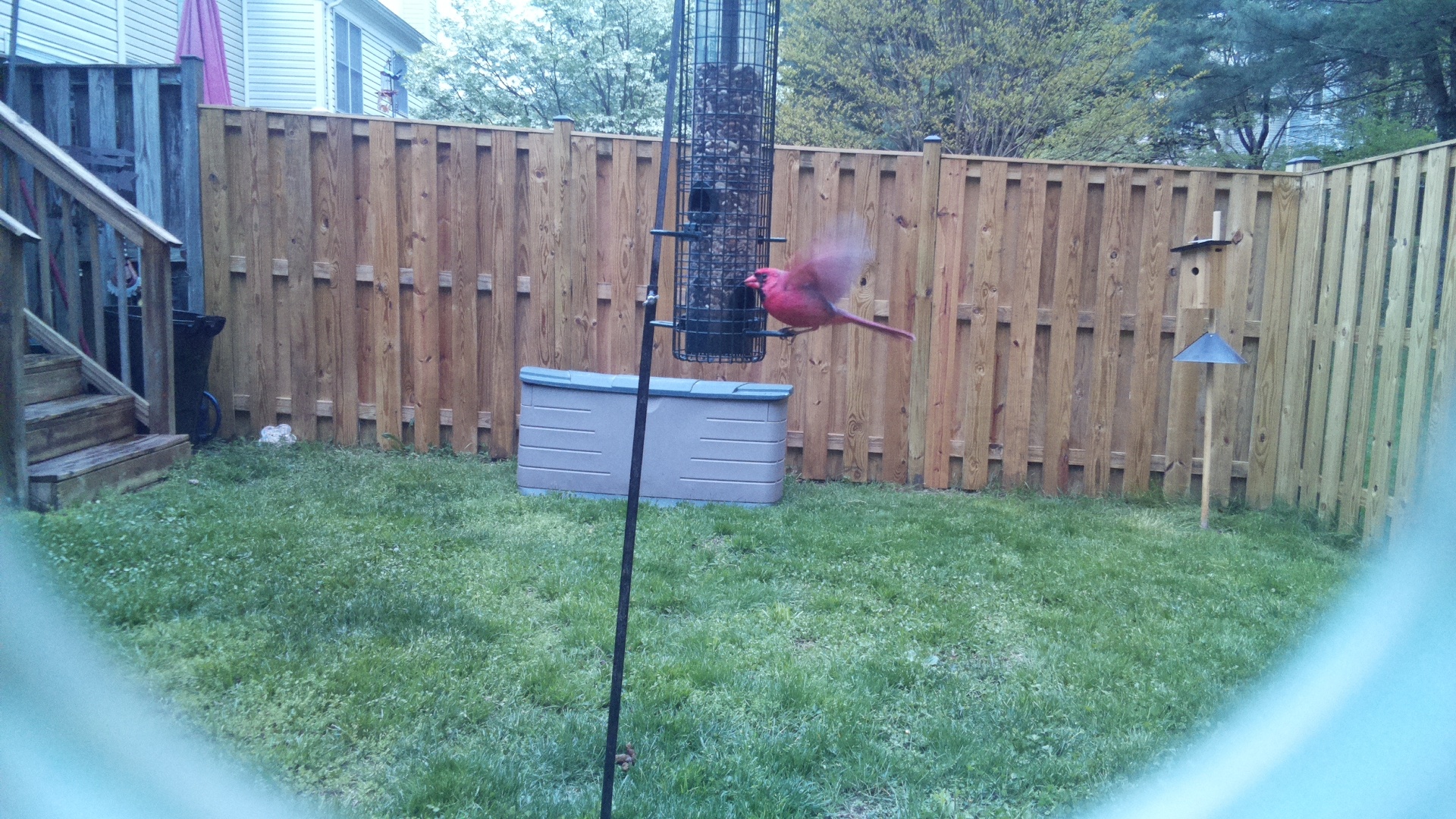 Northern Cardinal