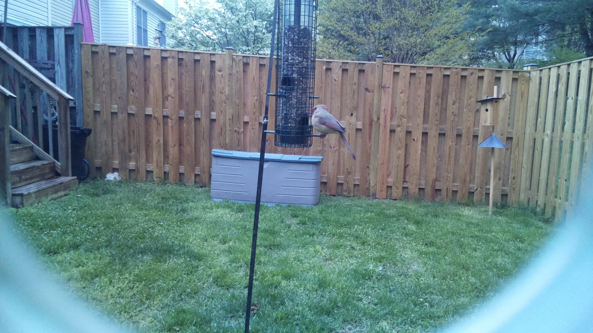 Verdin