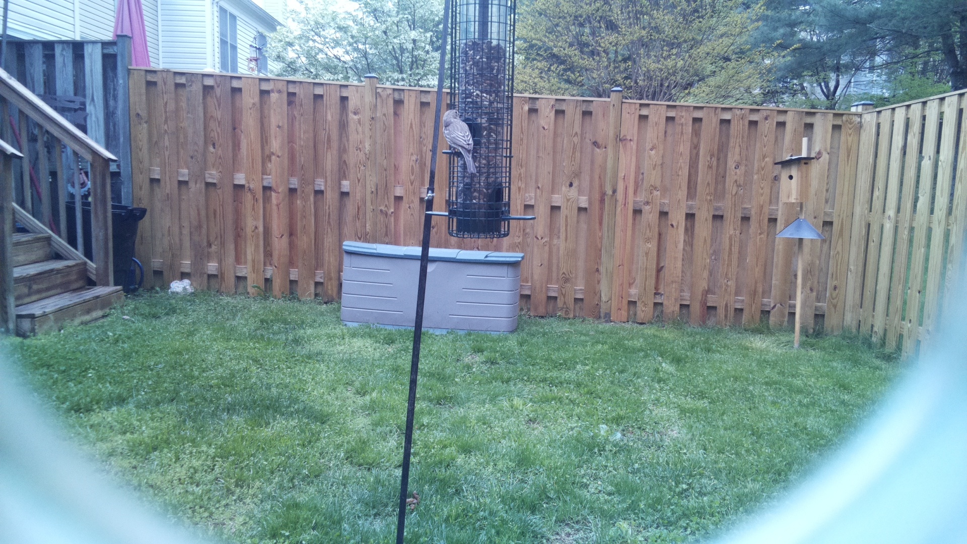Go Away Bird