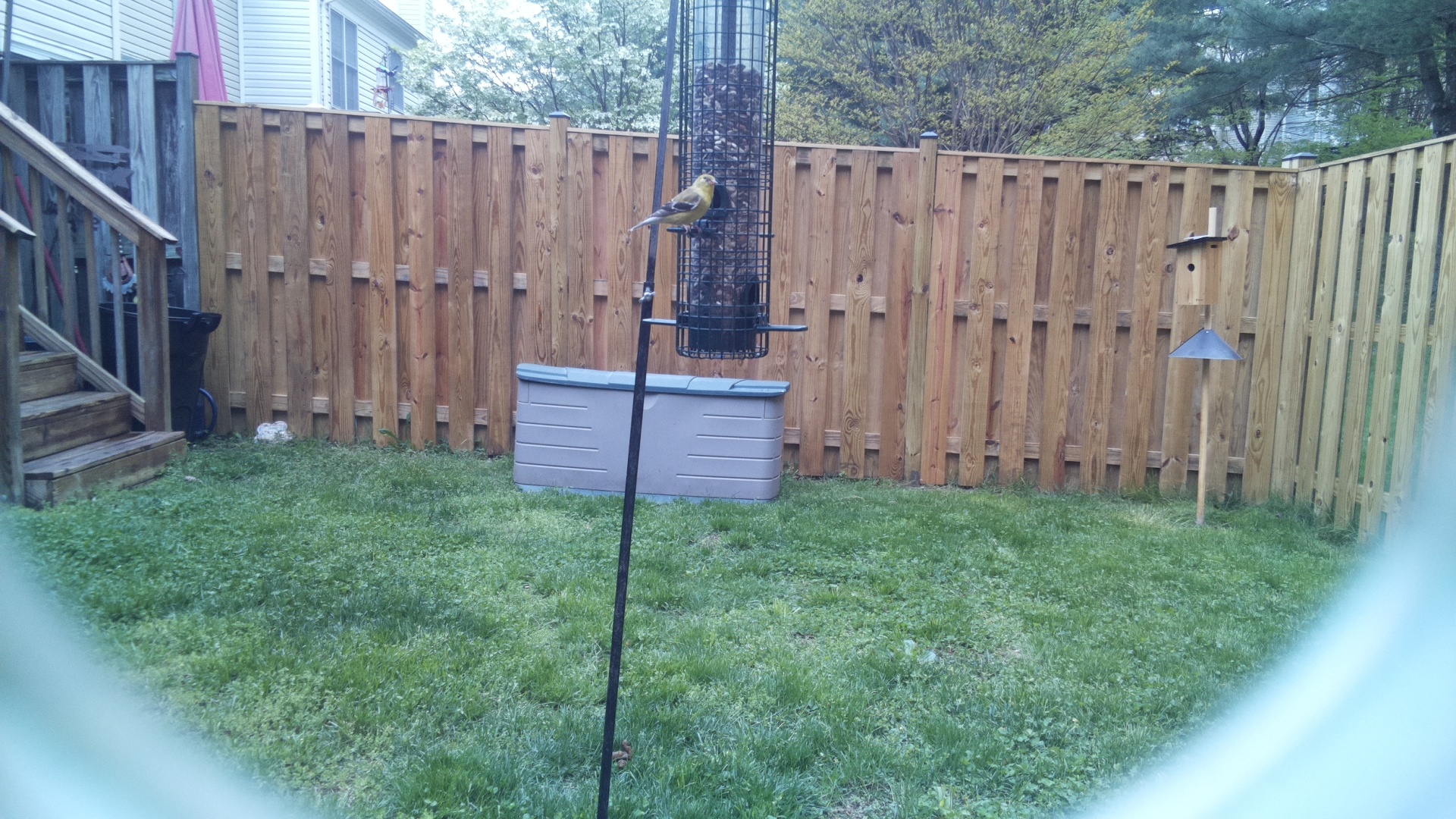 Canary