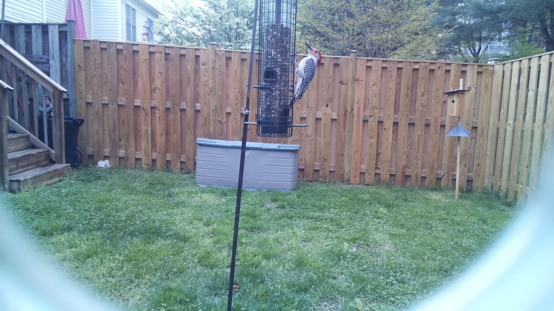 Red Headed Woodpecker