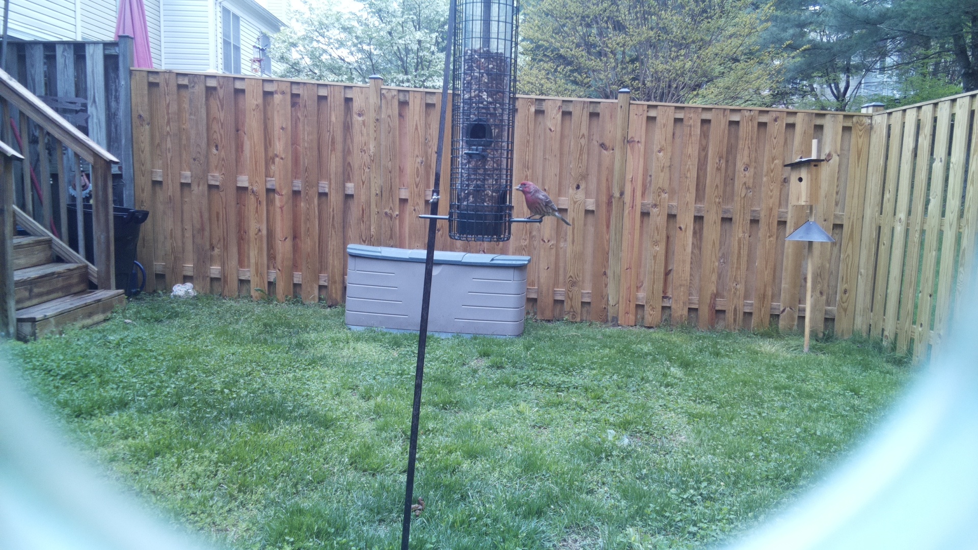 House Finch