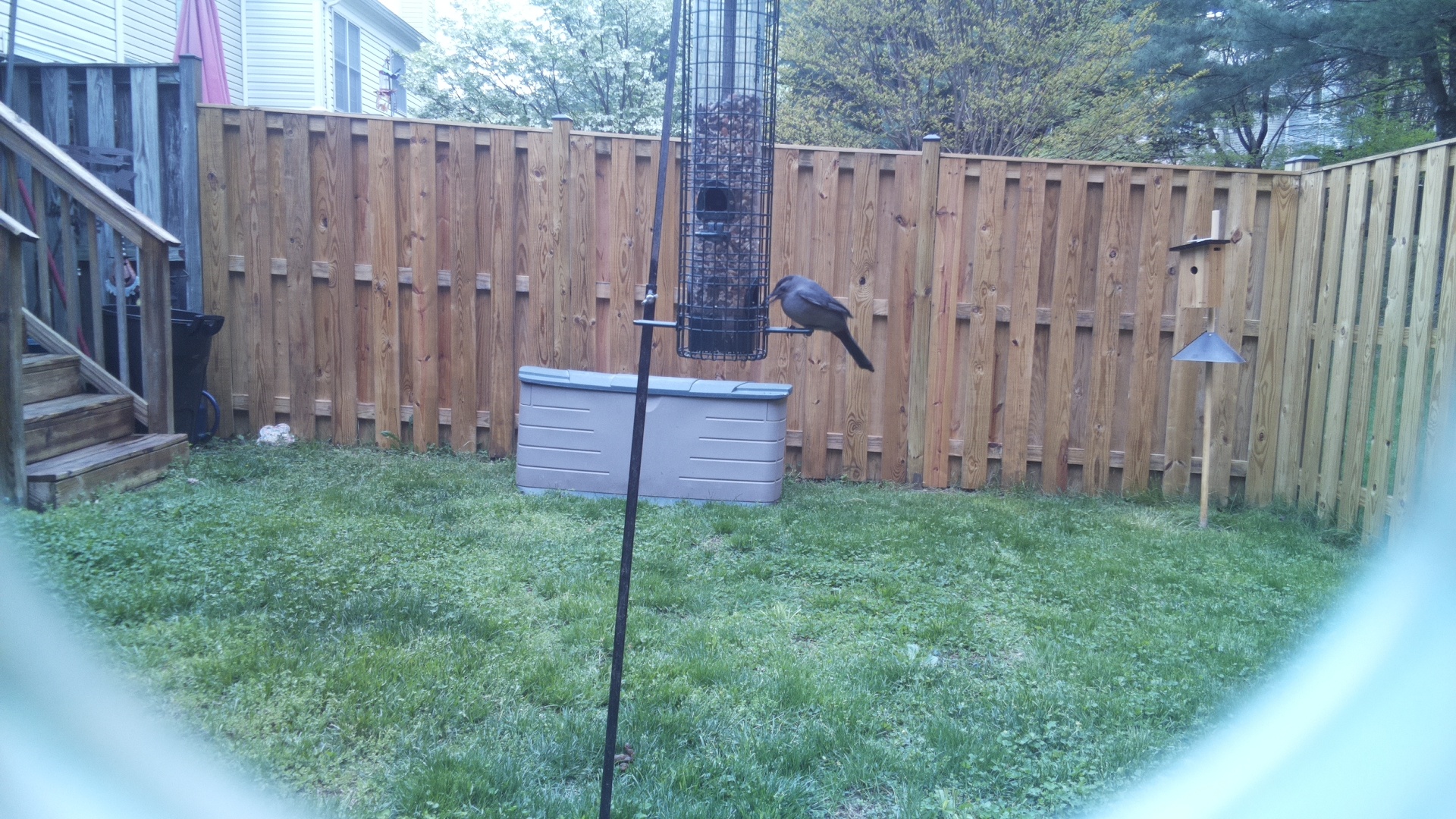 Crane Hawk