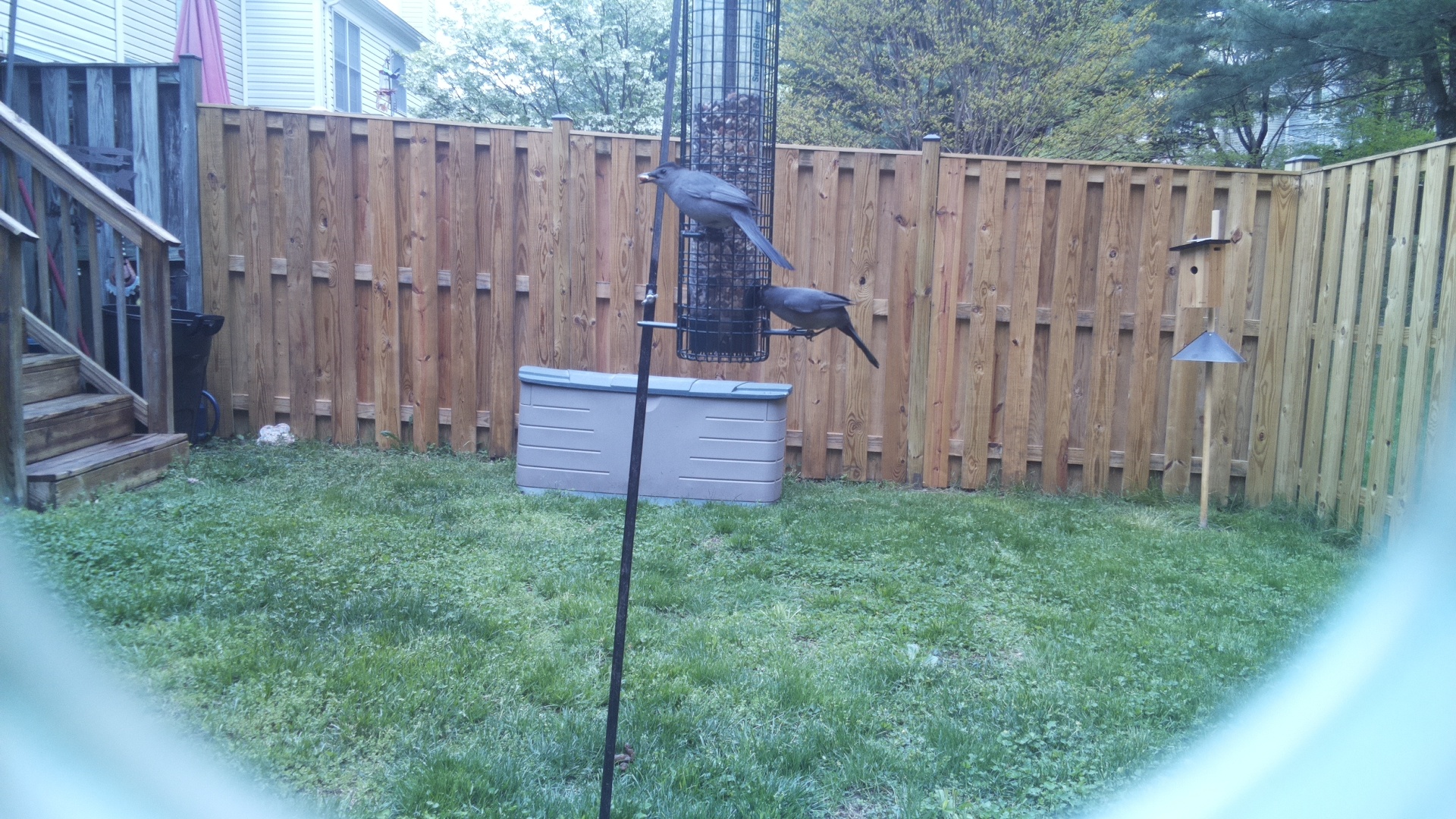 Grey Cuckooshrike
