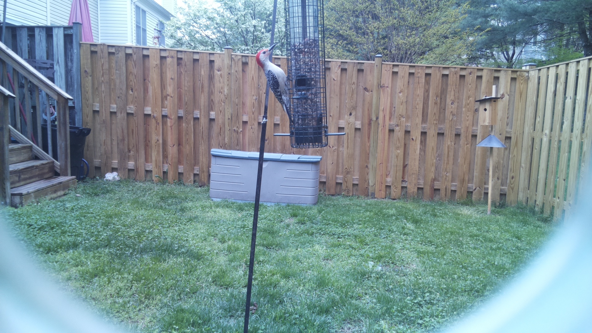 Red Headed Woodpecker