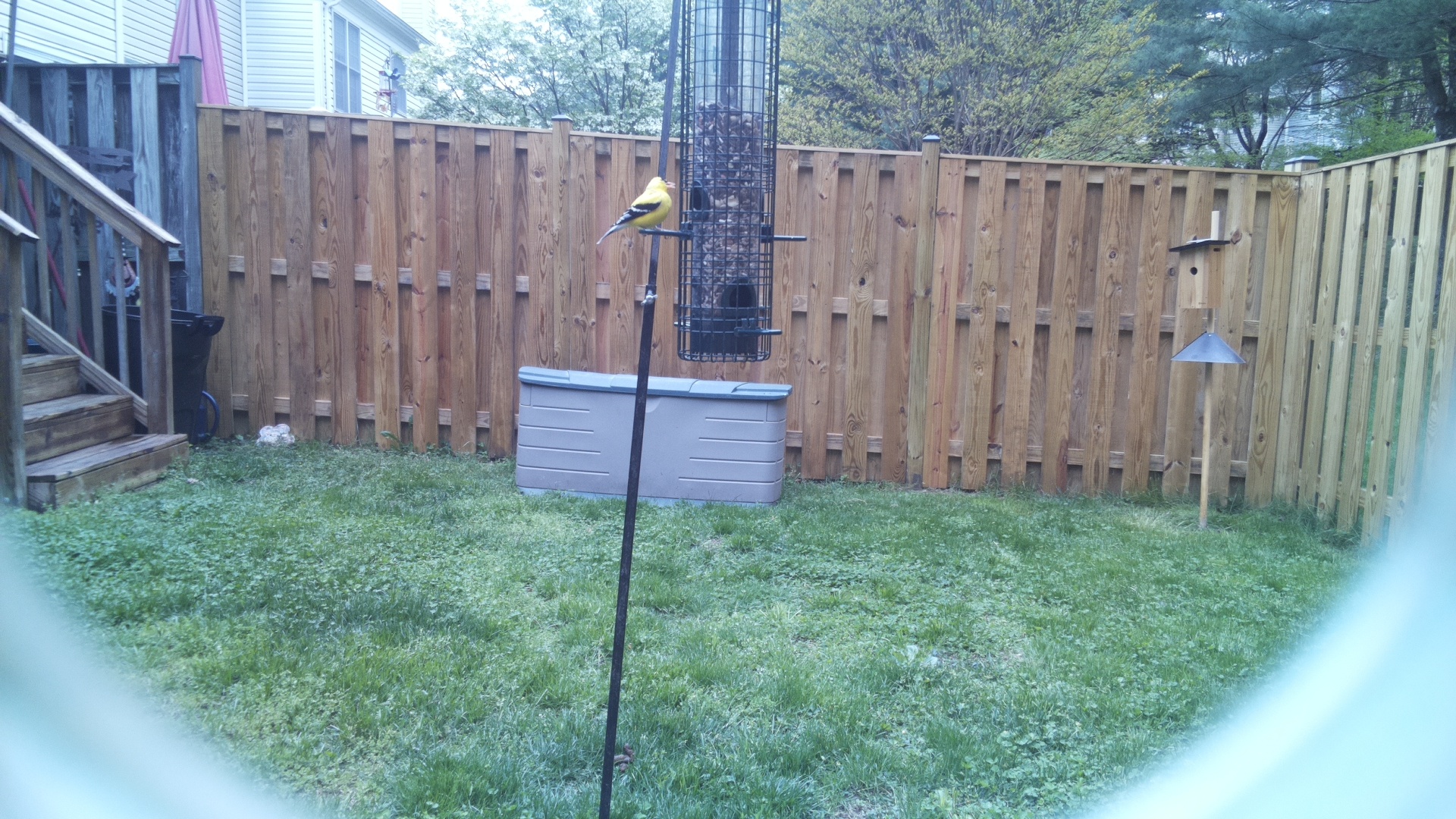 Canary