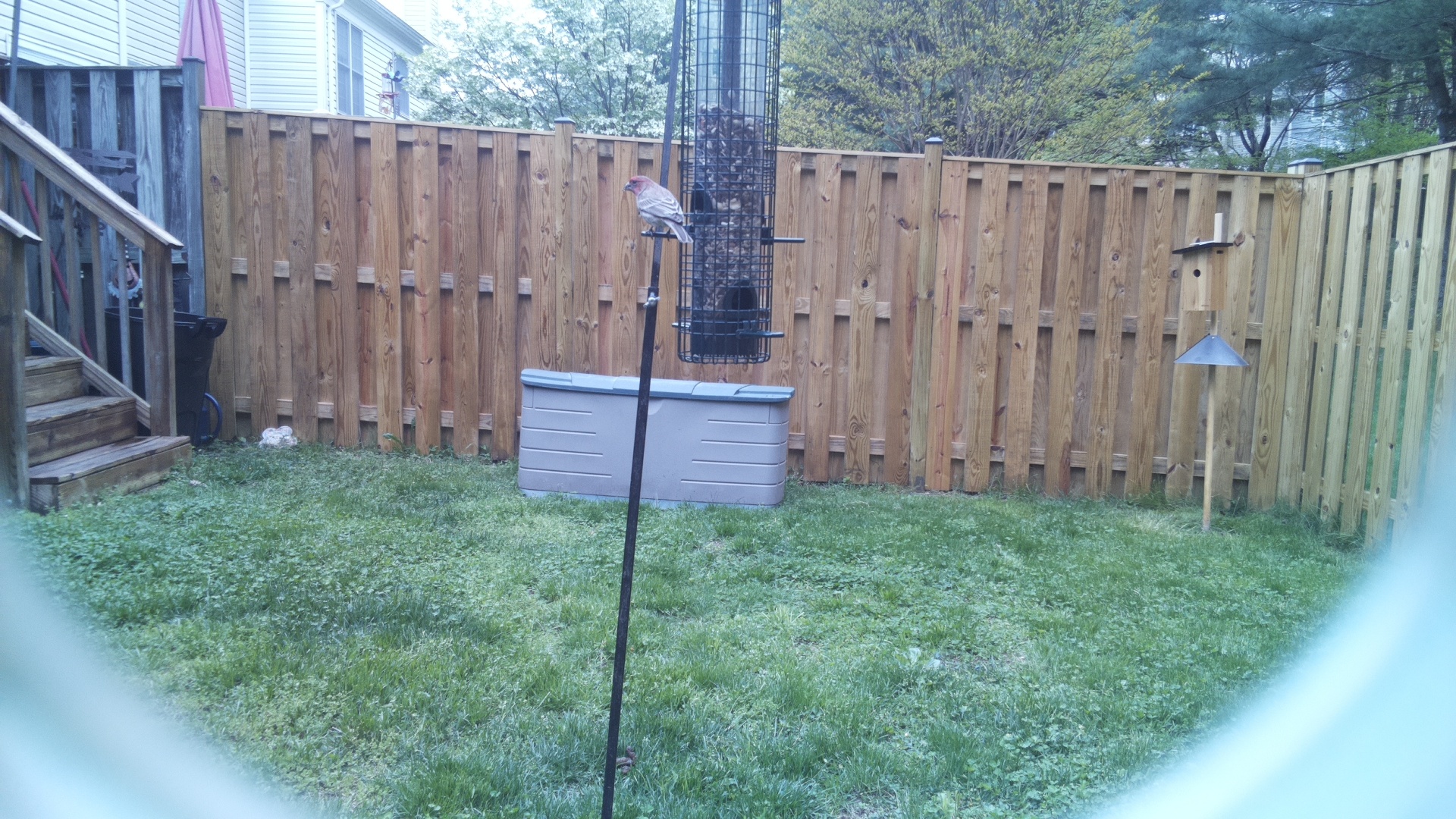 House Finch