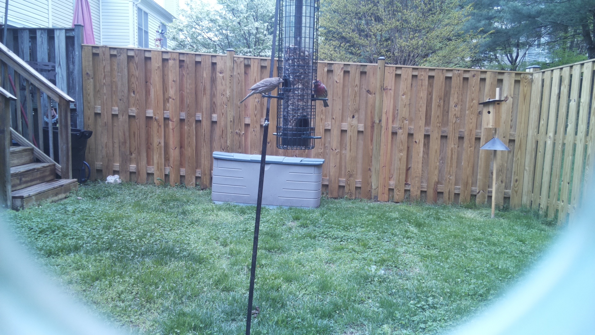Grey Cuckooshrike