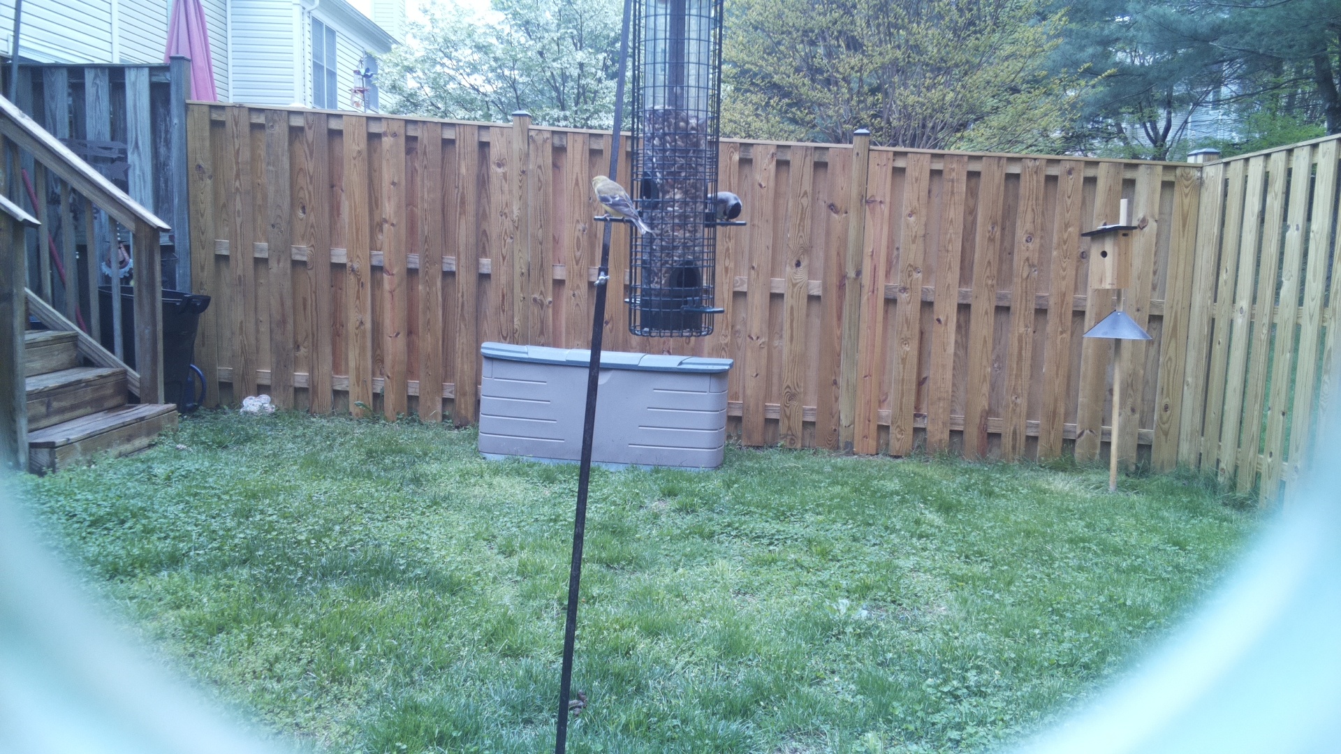 Eurasian Bullfinch