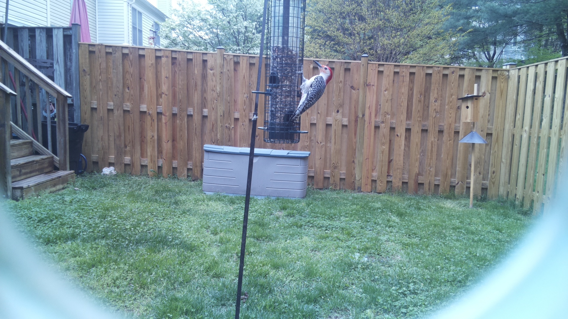 Red Headed Woodpecker