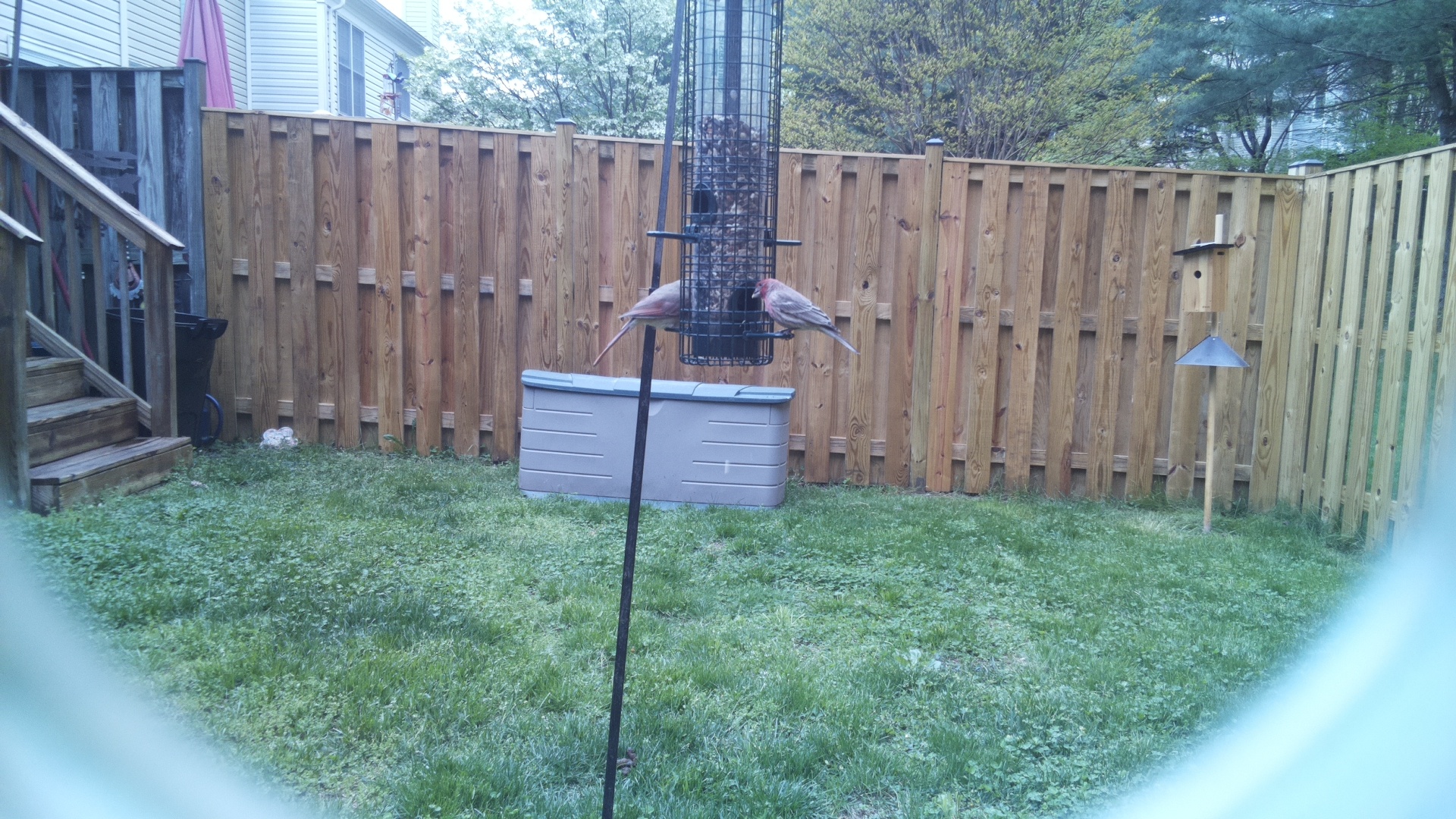 House Finch