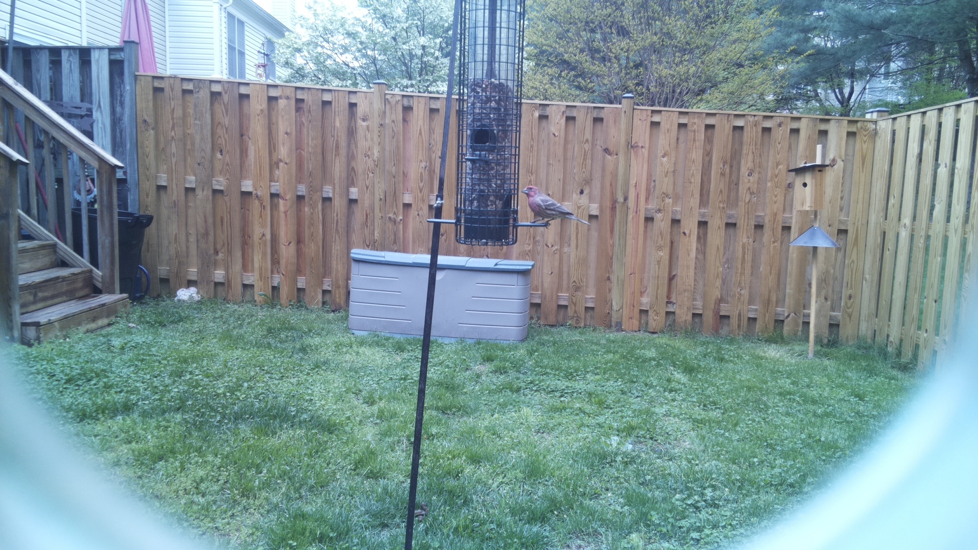 Rose Breasted Cockatoo