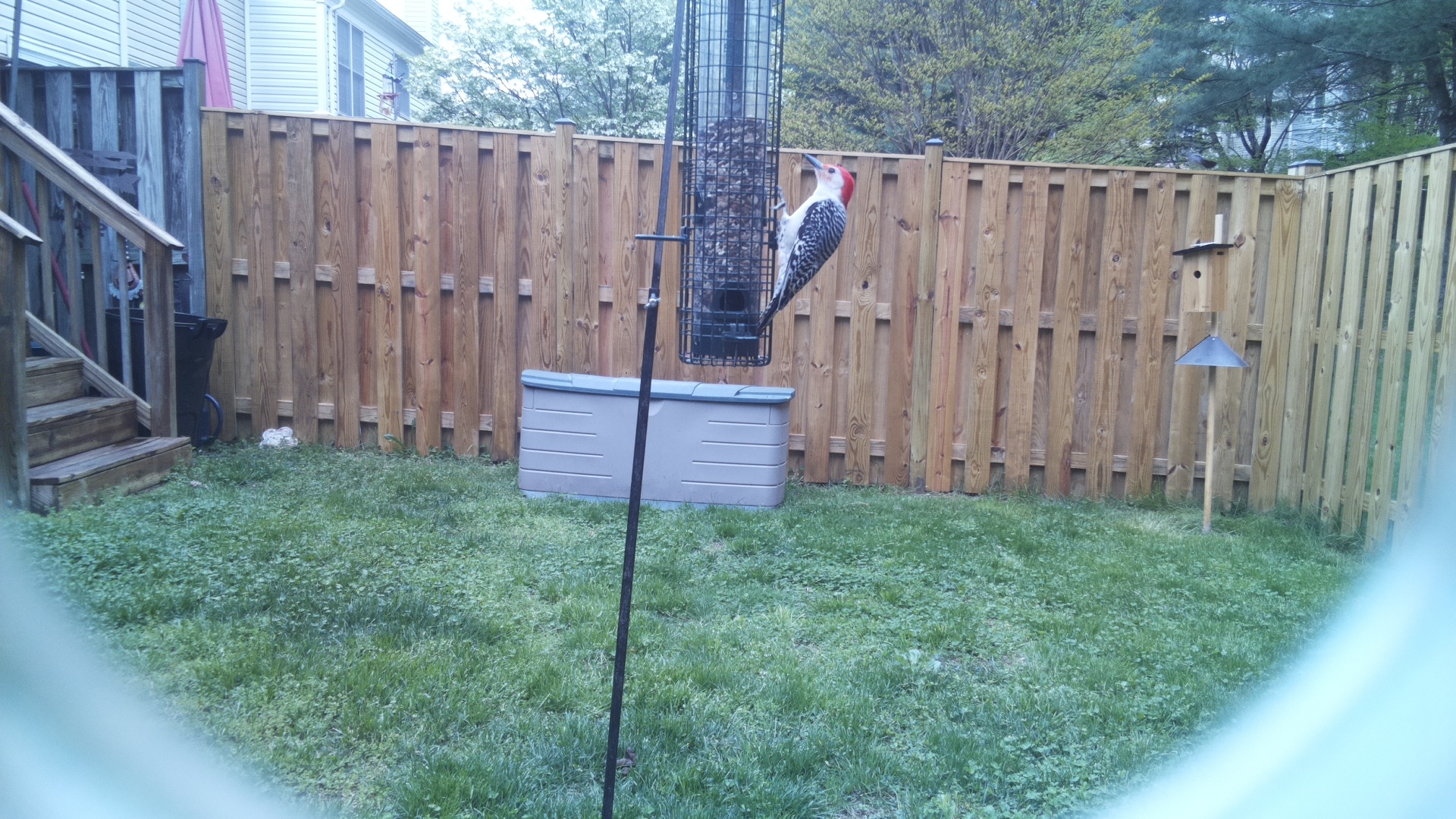 Red Headed Woodpecker
