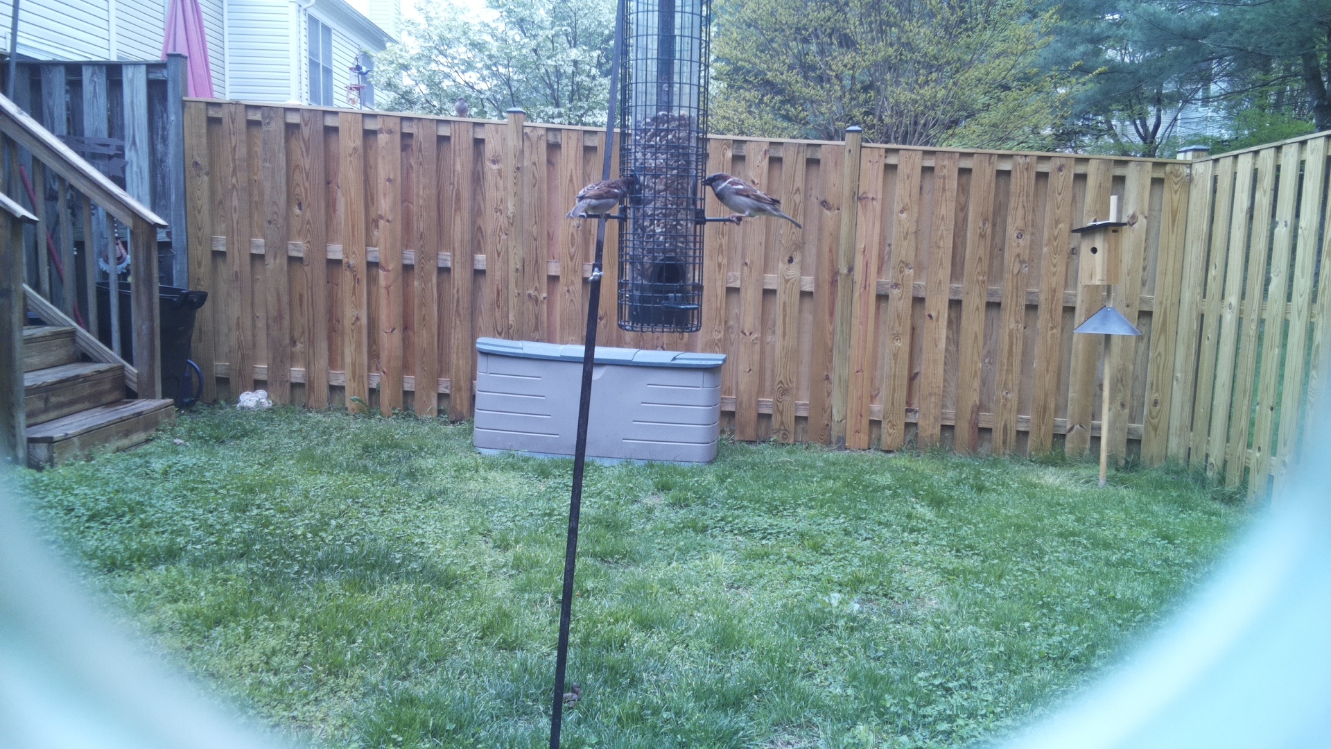 Rose Breasted Grosbeak