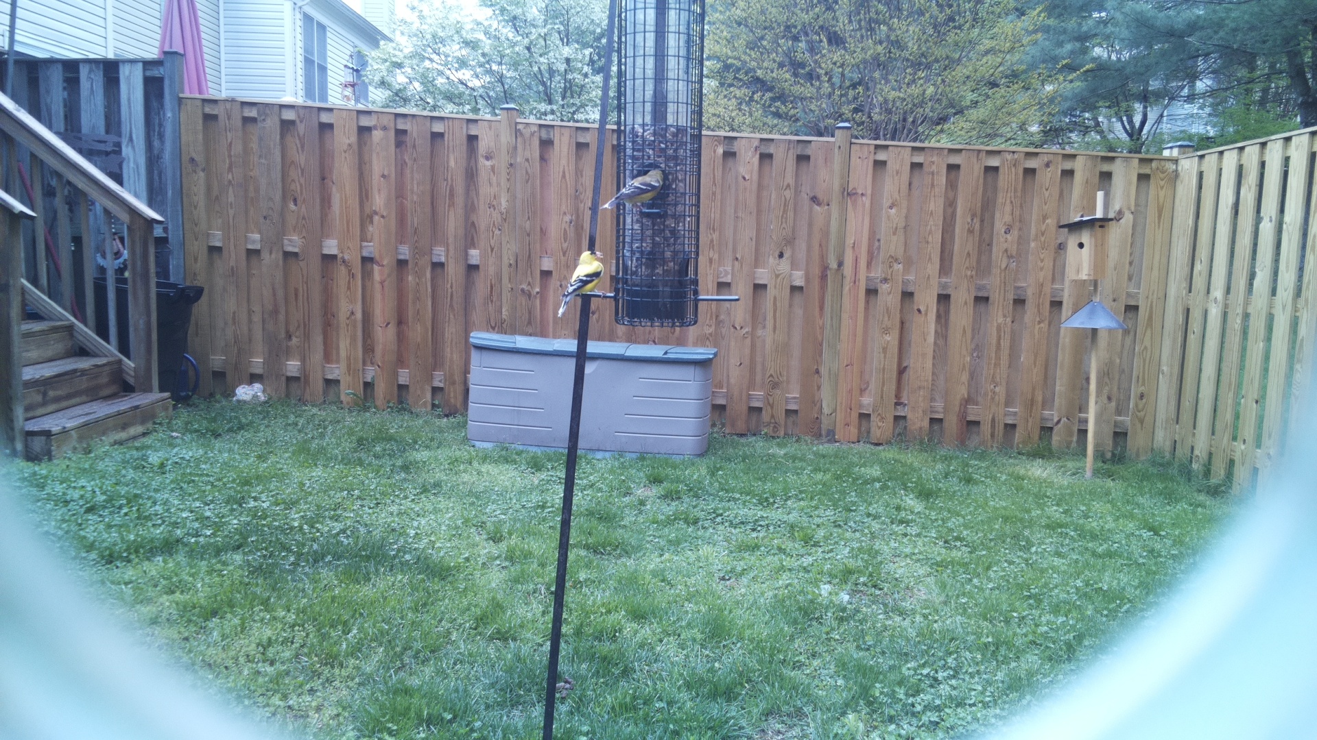 Canary