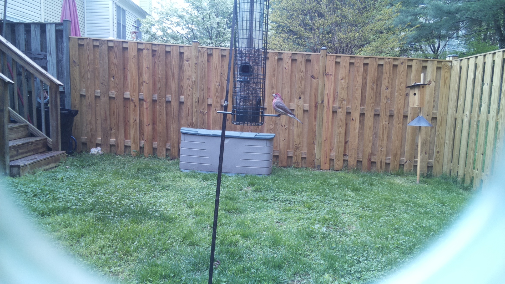 House Finch