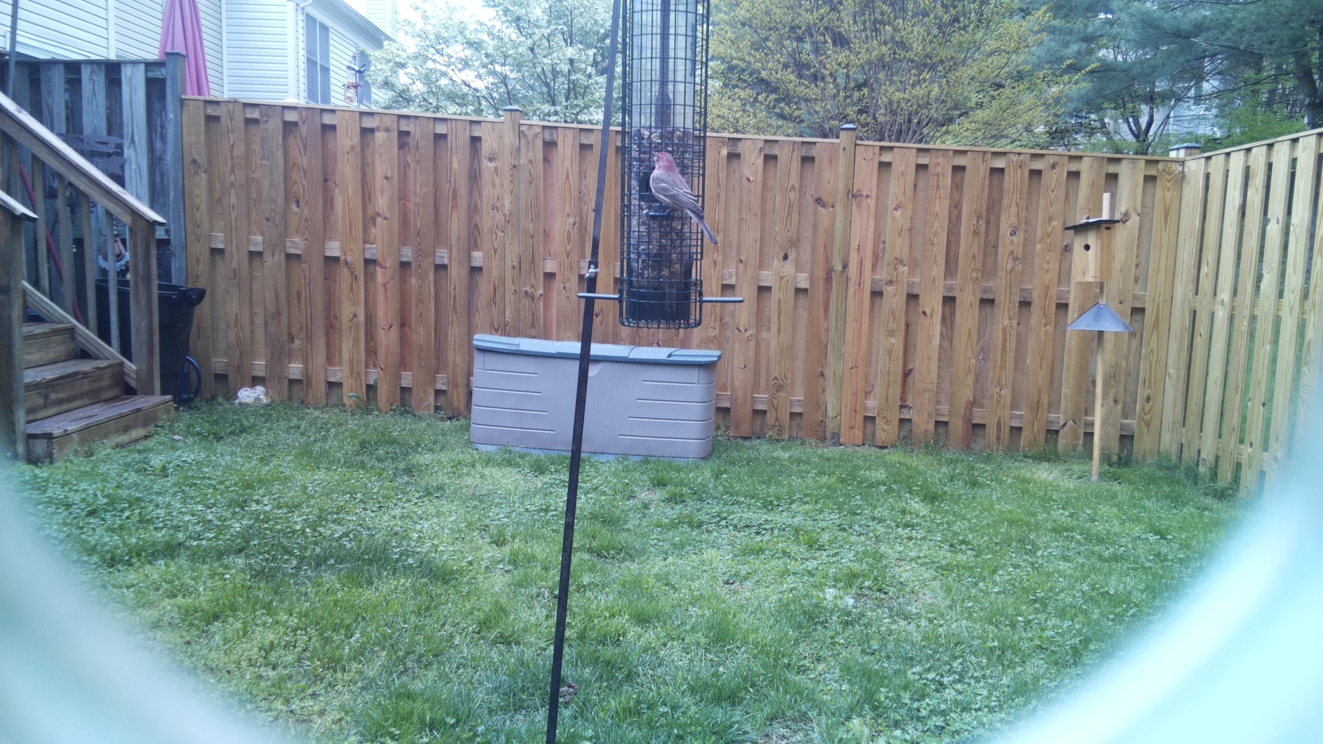 Rose Breasted Cockatoo