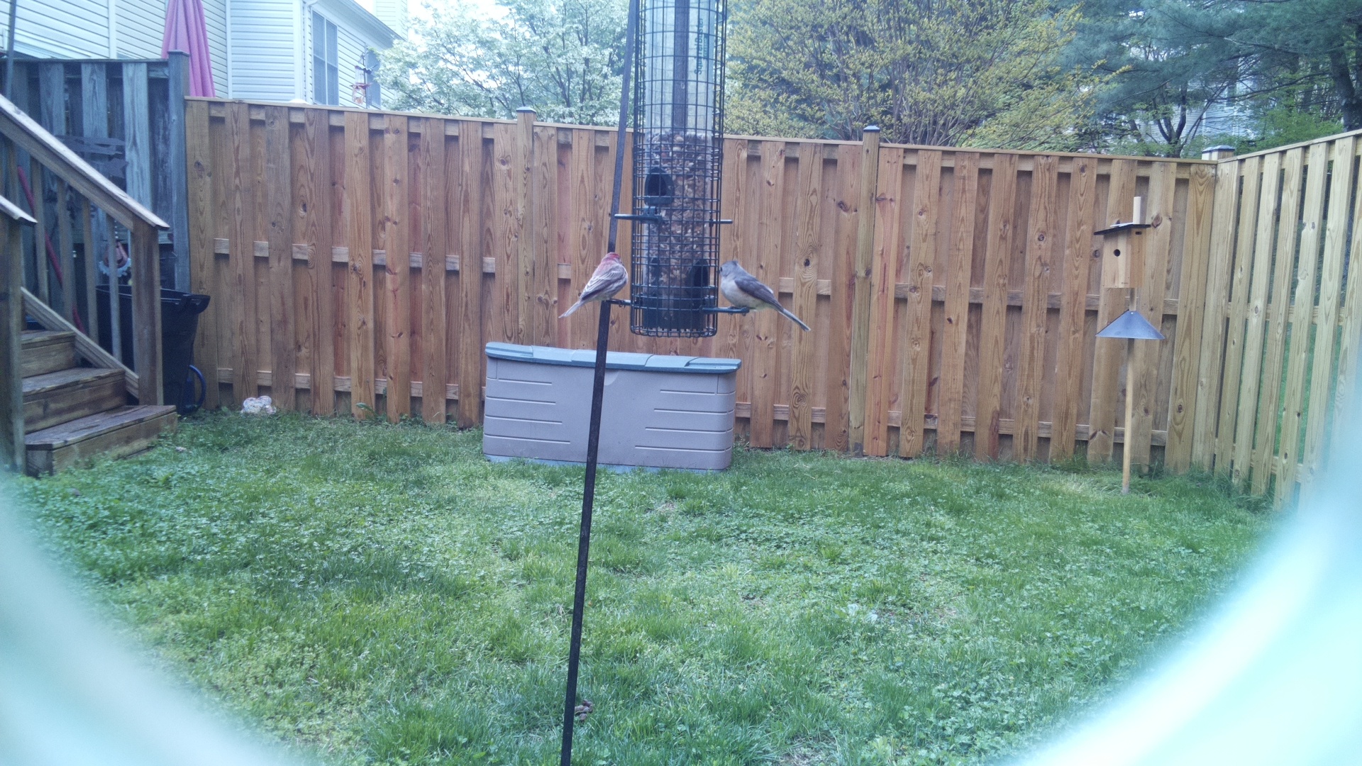 House Finch