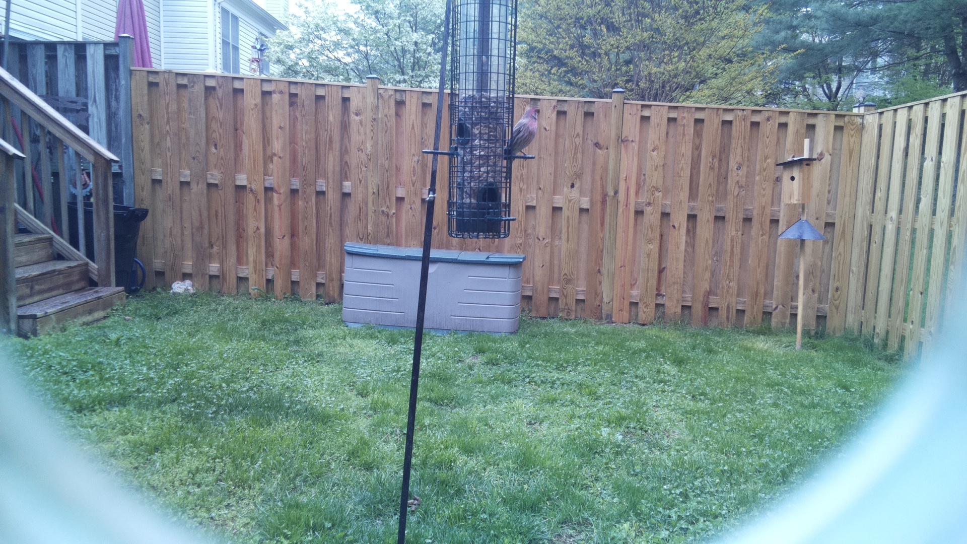 Rose Breasted Cockatoo