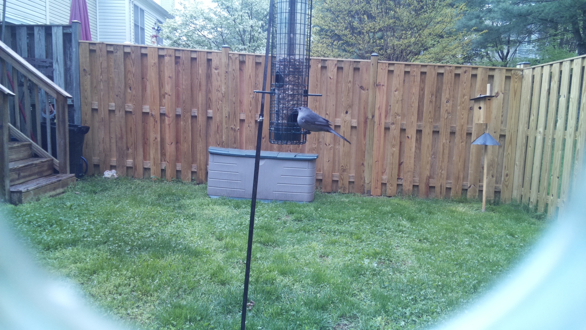Gray Catbird