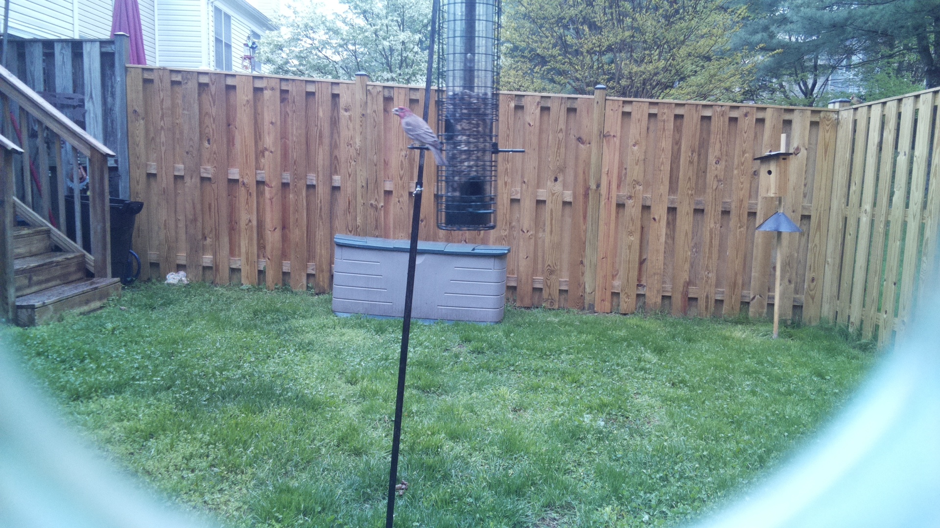 House Finch