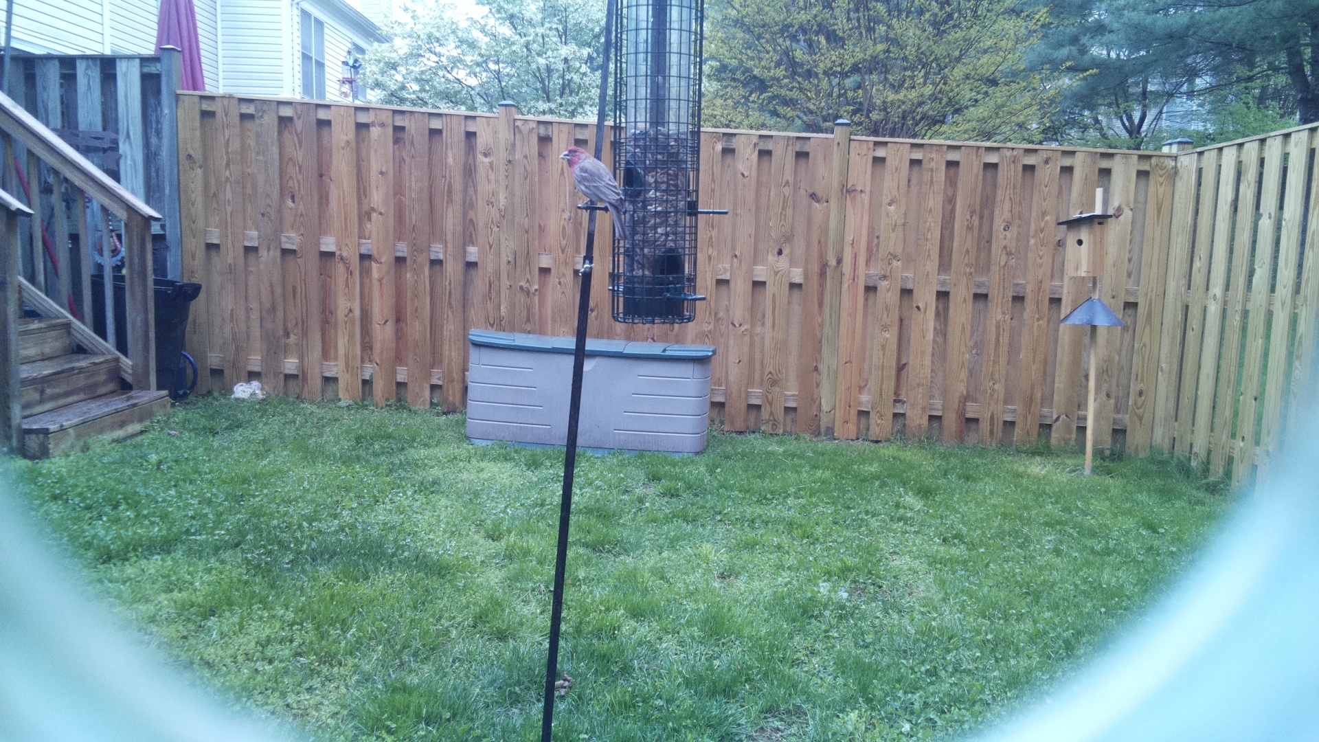 House Finch
