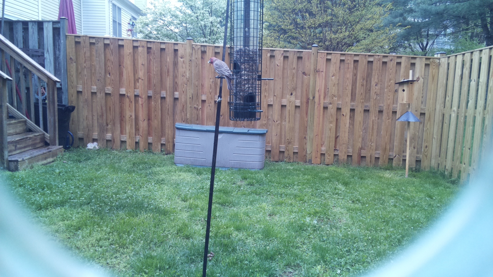 House Finch