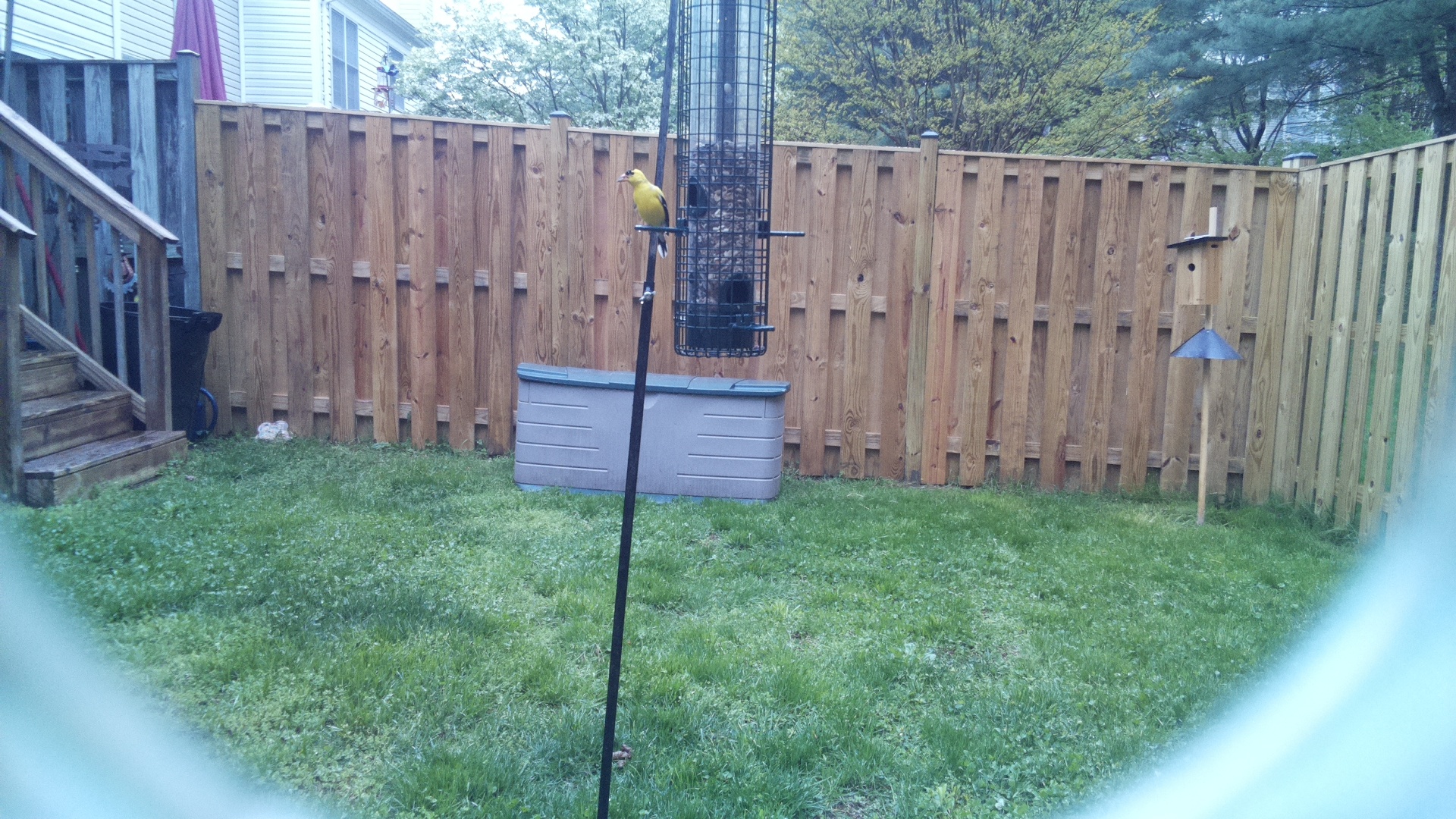 Eurasian Golden Oriole