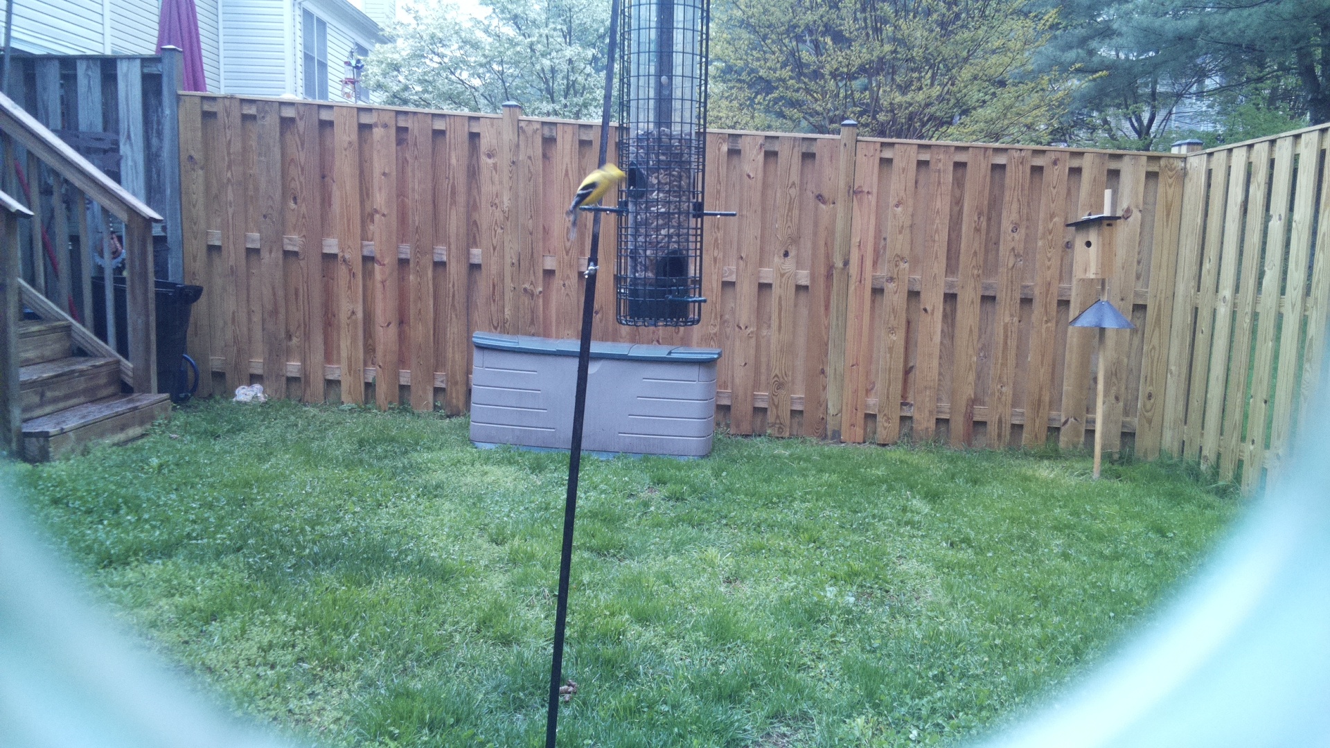 Canary
