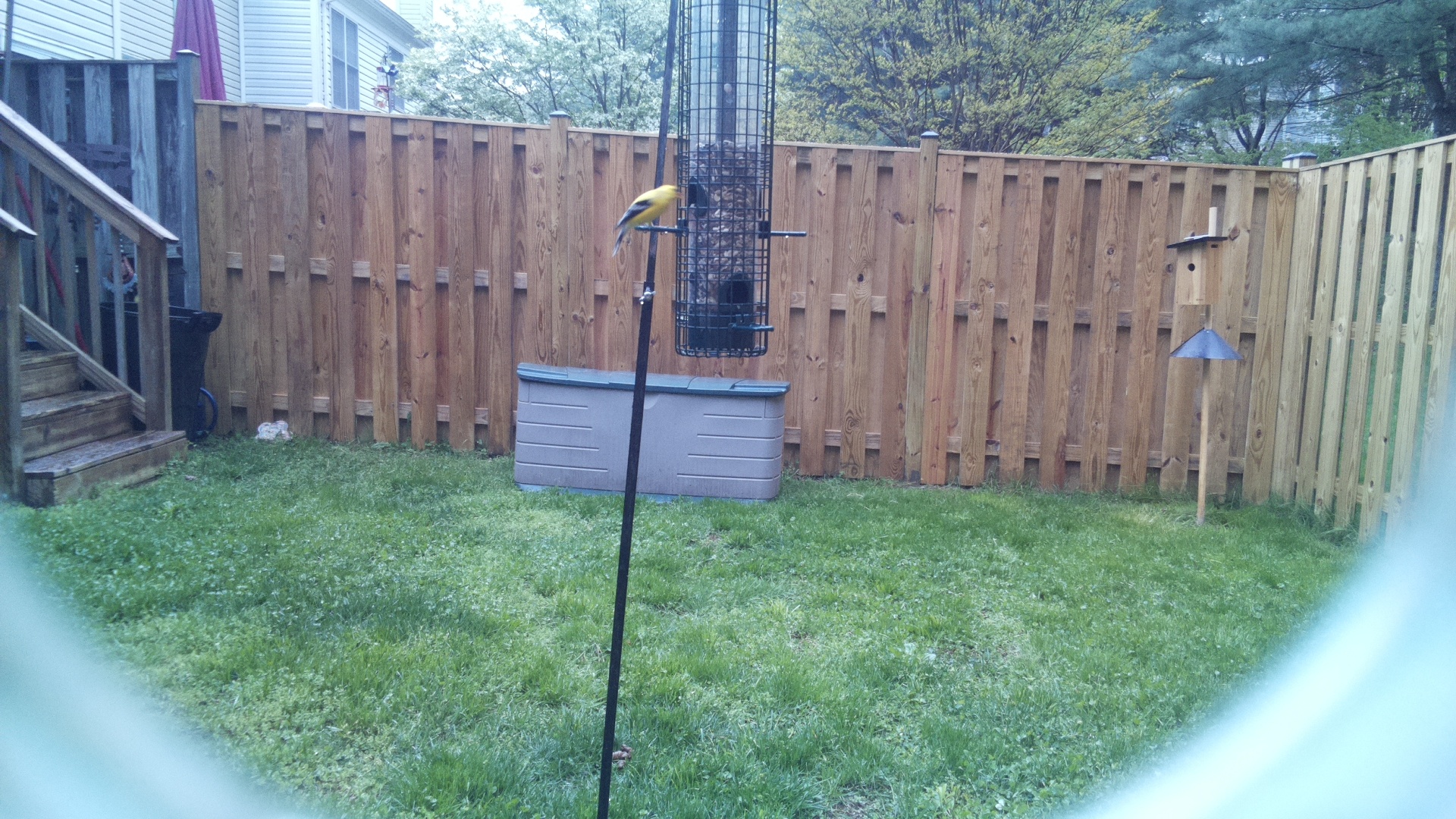 Canary