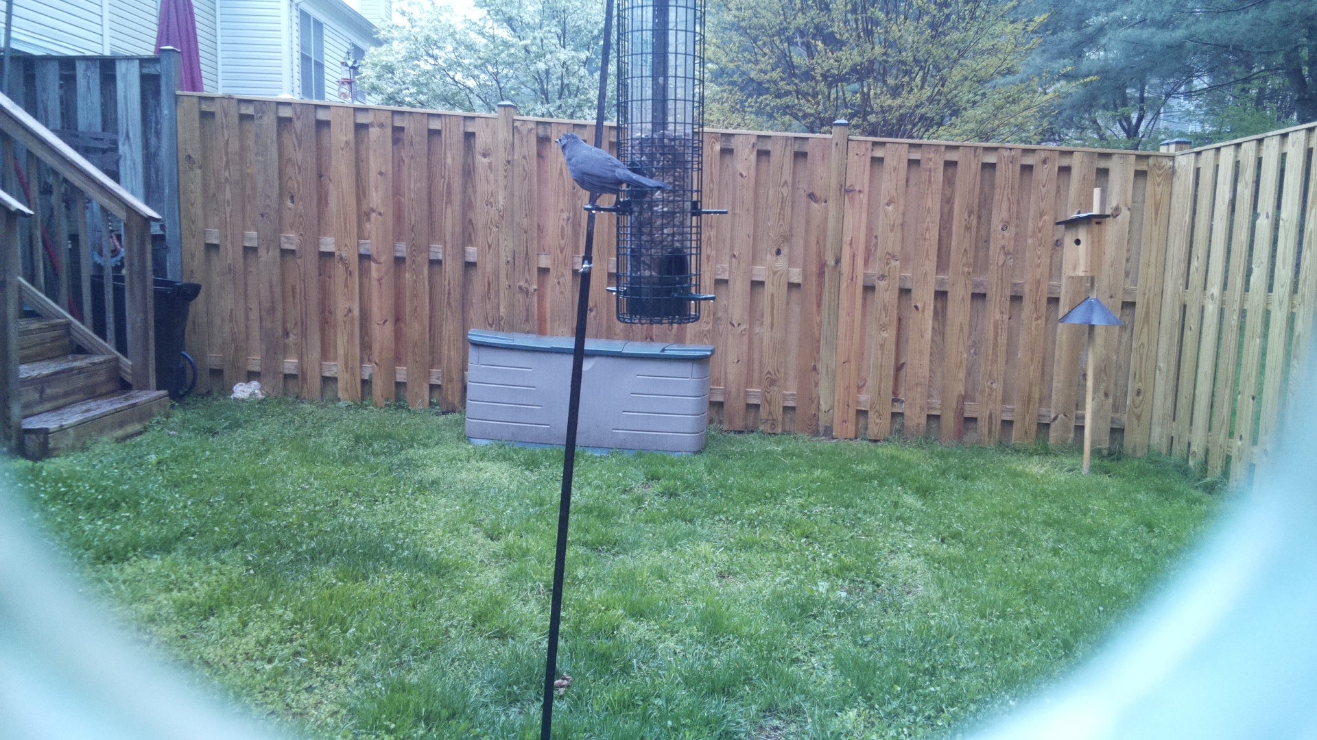 Crane Hawk