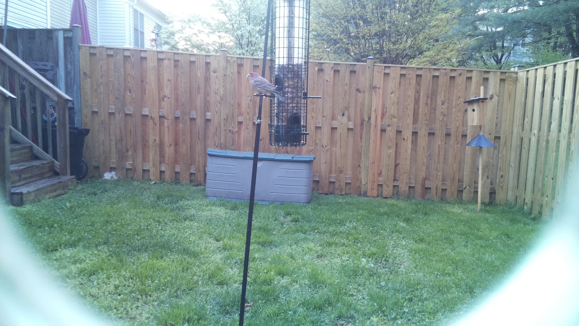 House Finch