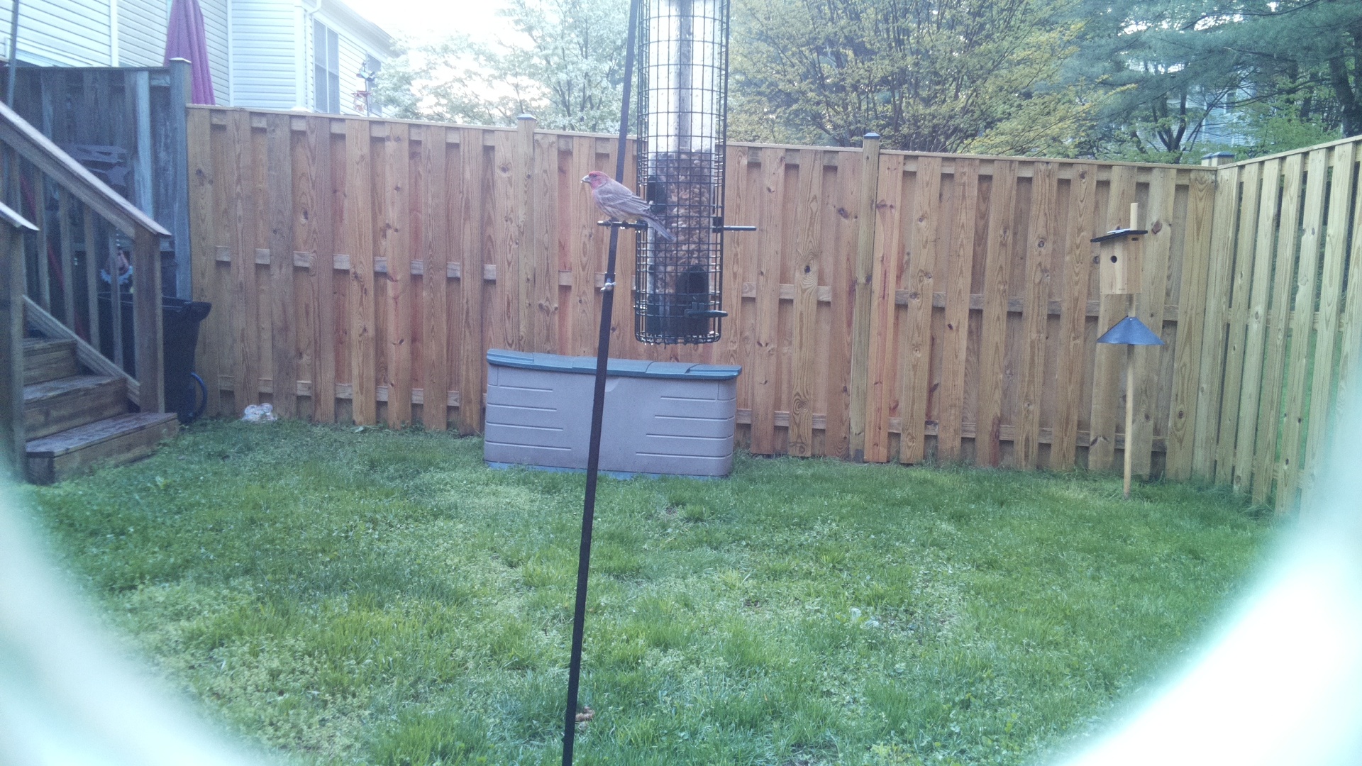 House Finch