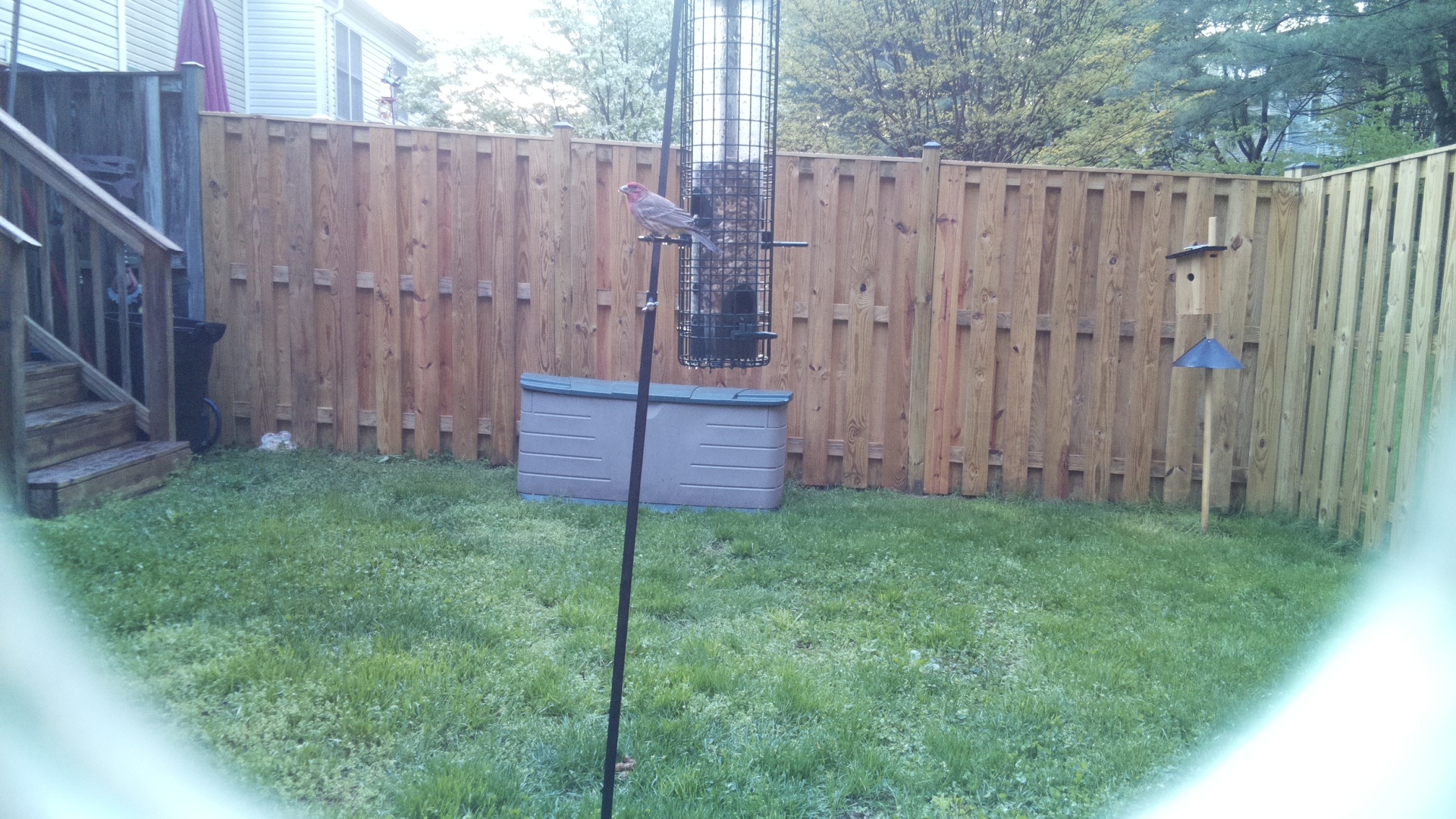 House Finch