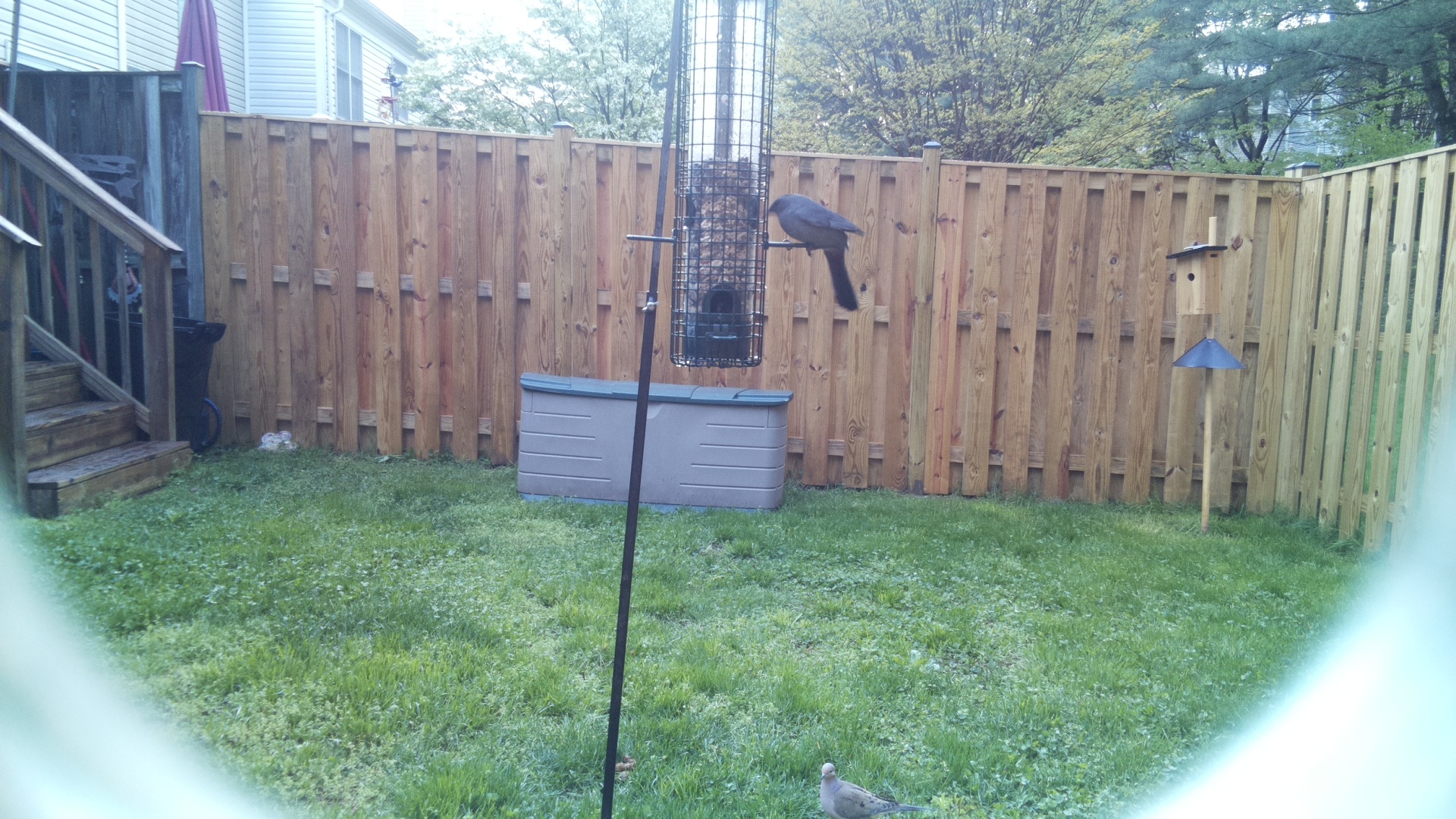 Mourning Dove