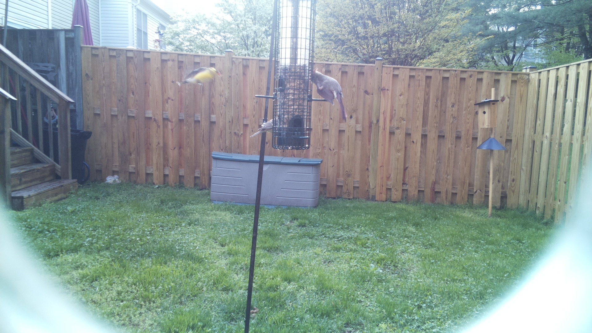 Canary
