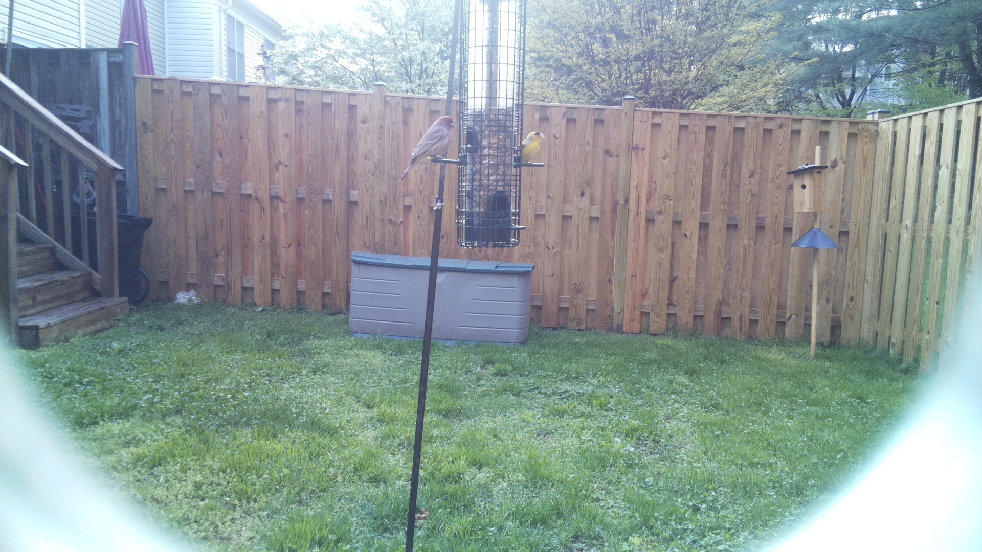 House Finch