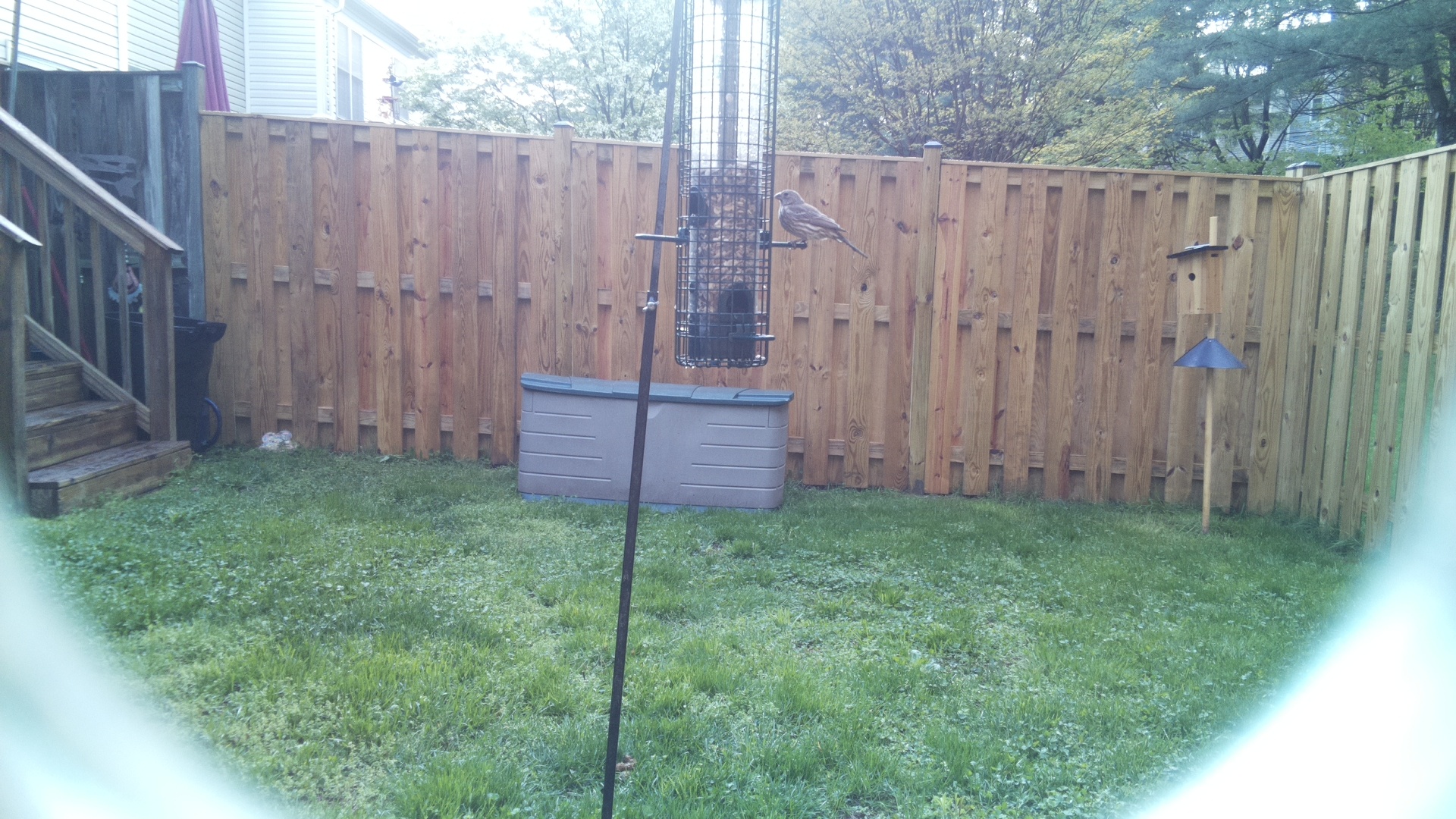 House Finch
