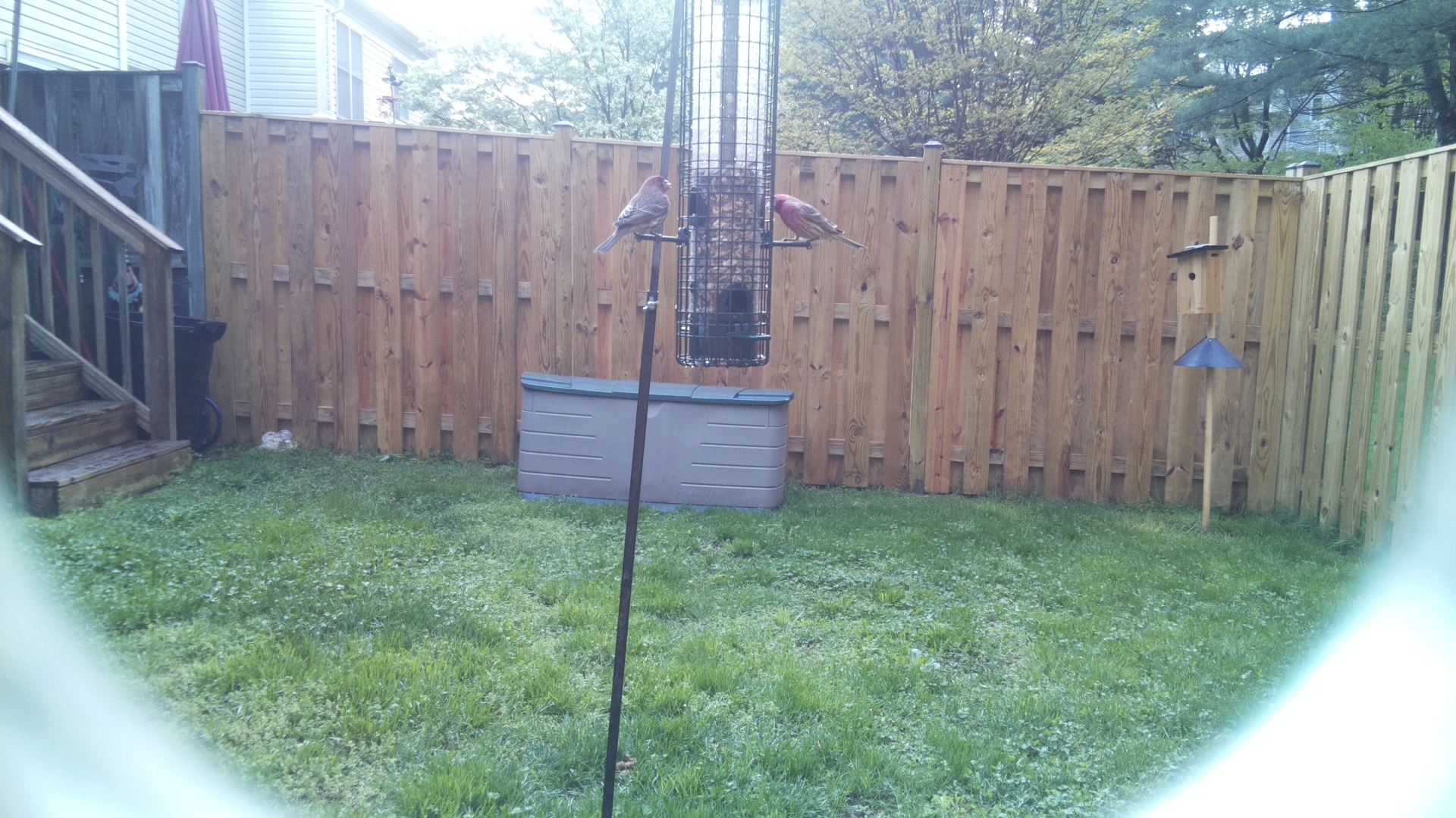 House Finch