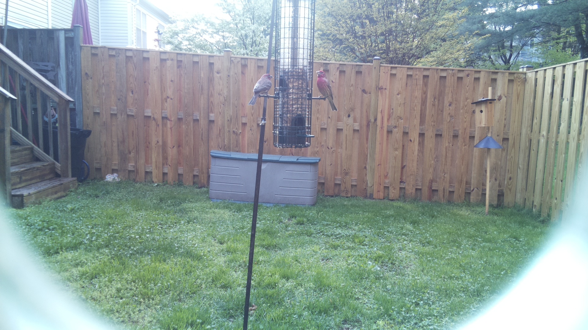 Purple Finch