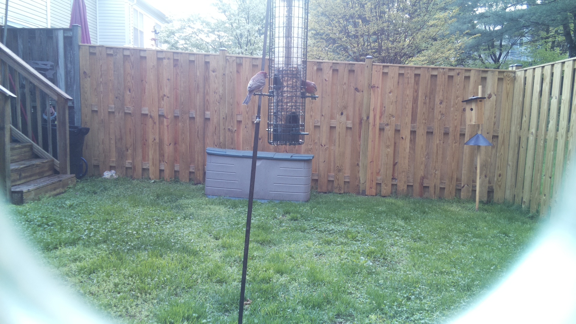 House Finch