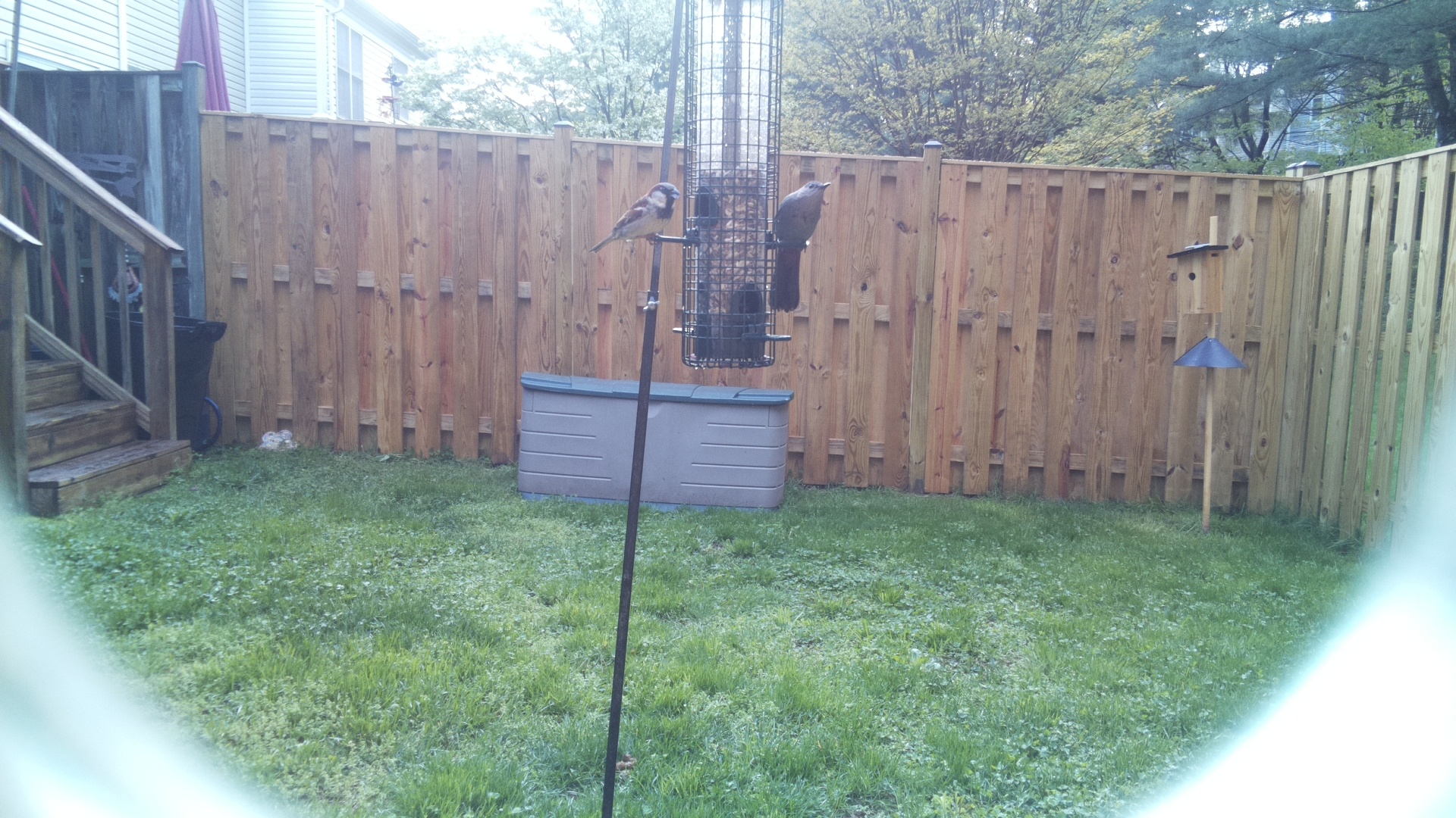 House Sparrow
