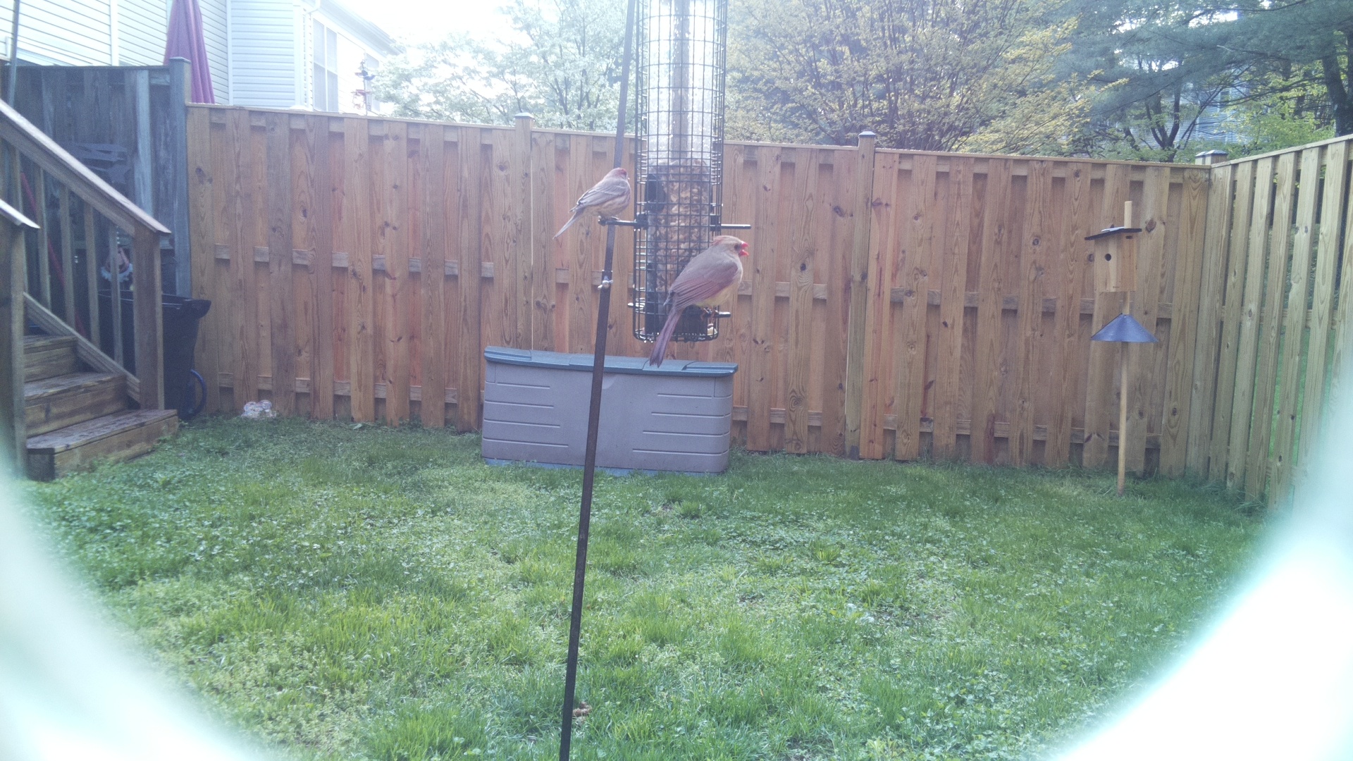 House Finch