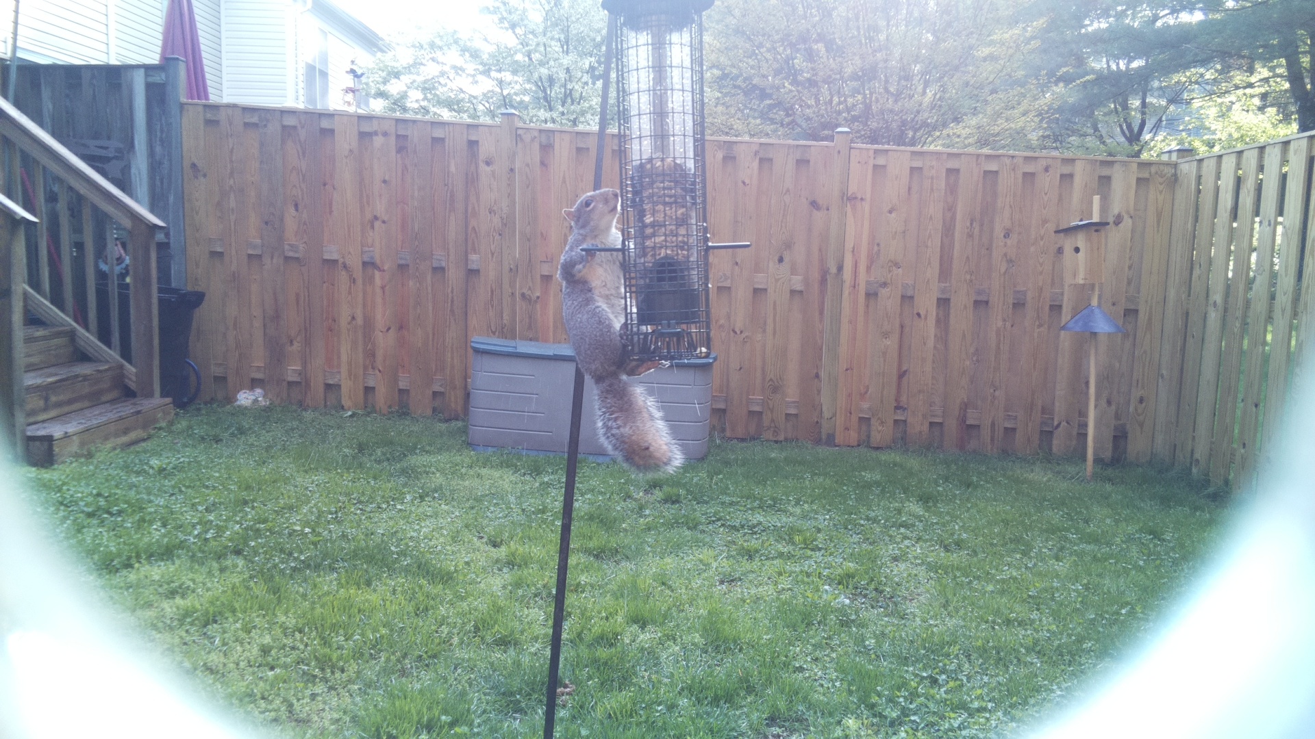 Barred Puffbird