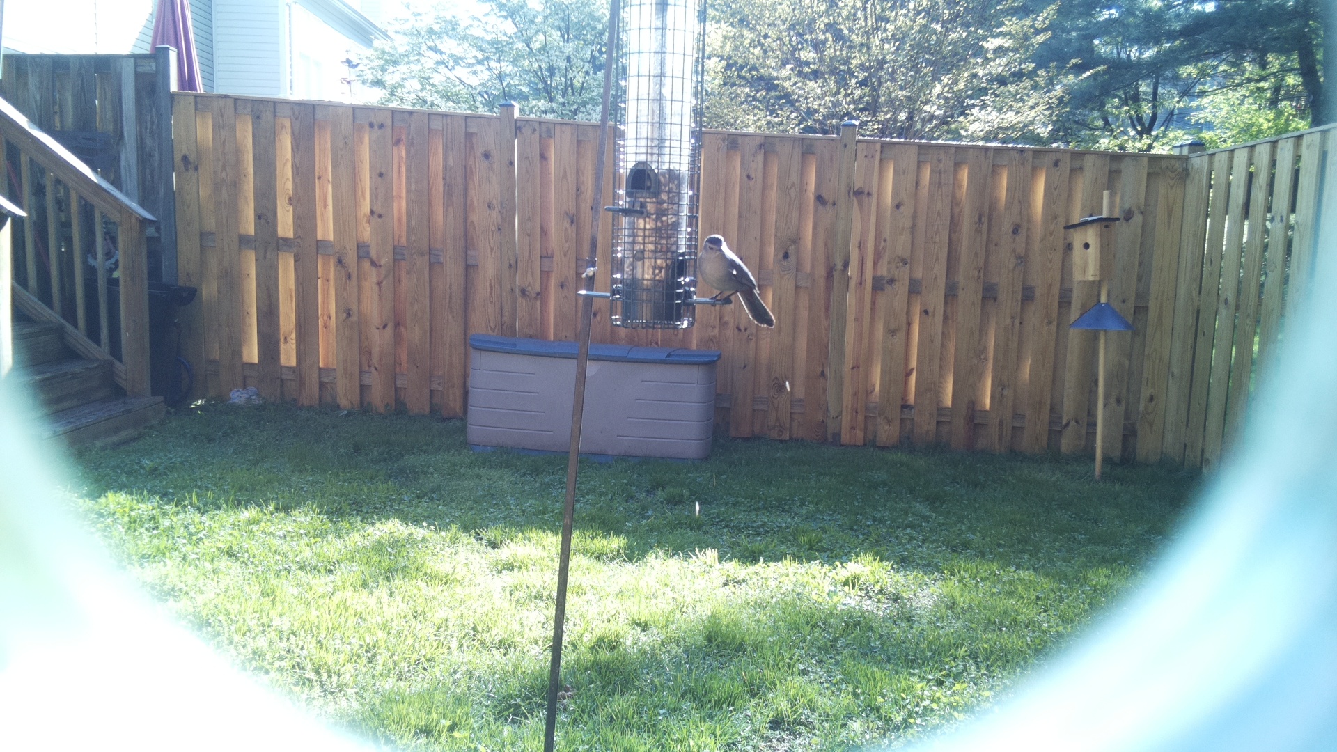 Clarks Nutcracker