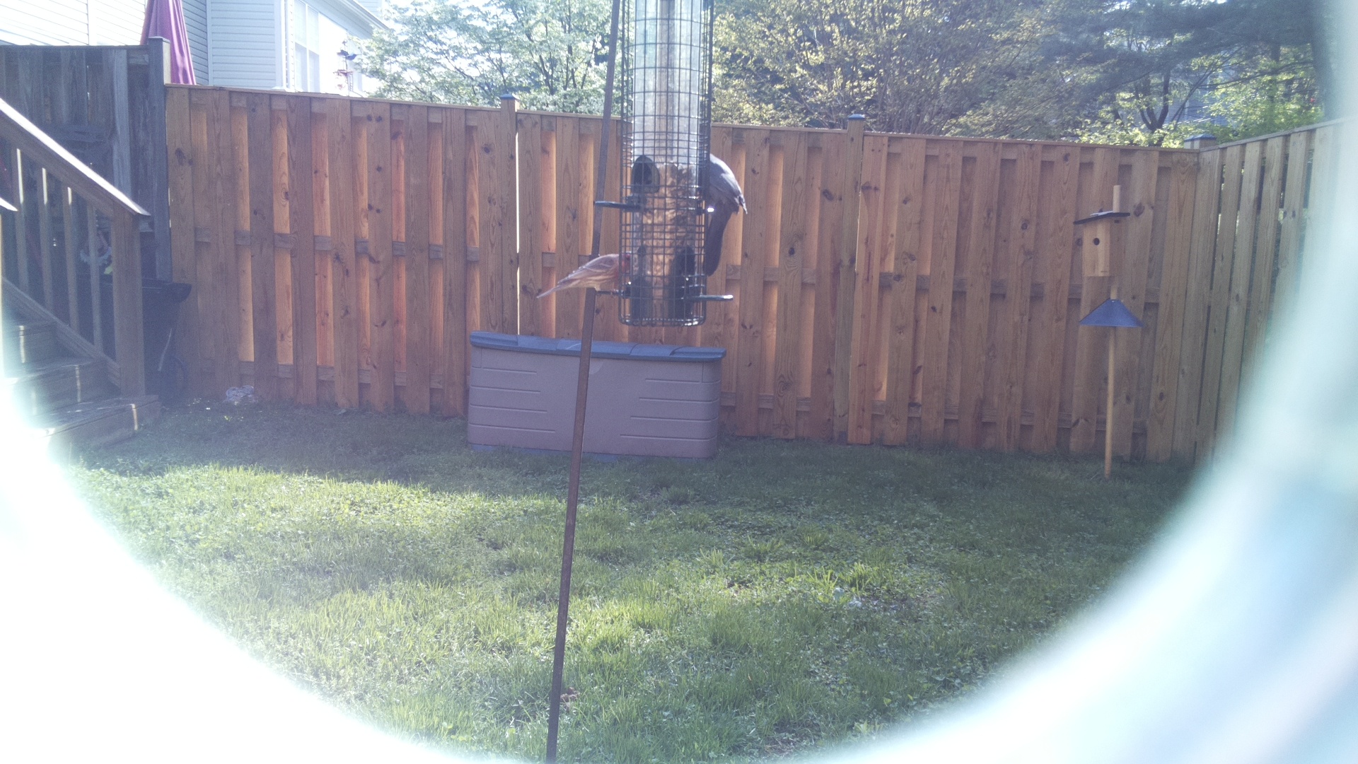 Jacobin Pigeon