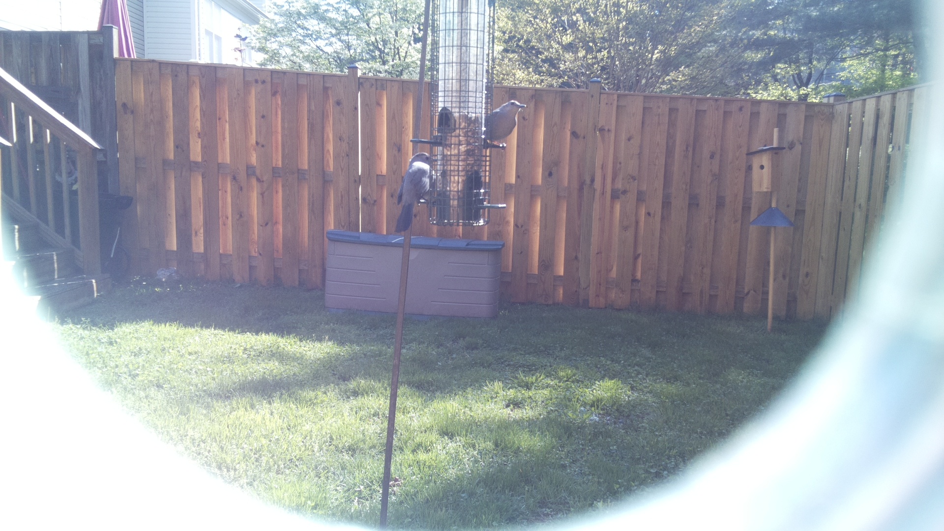Jacobin Pigeon