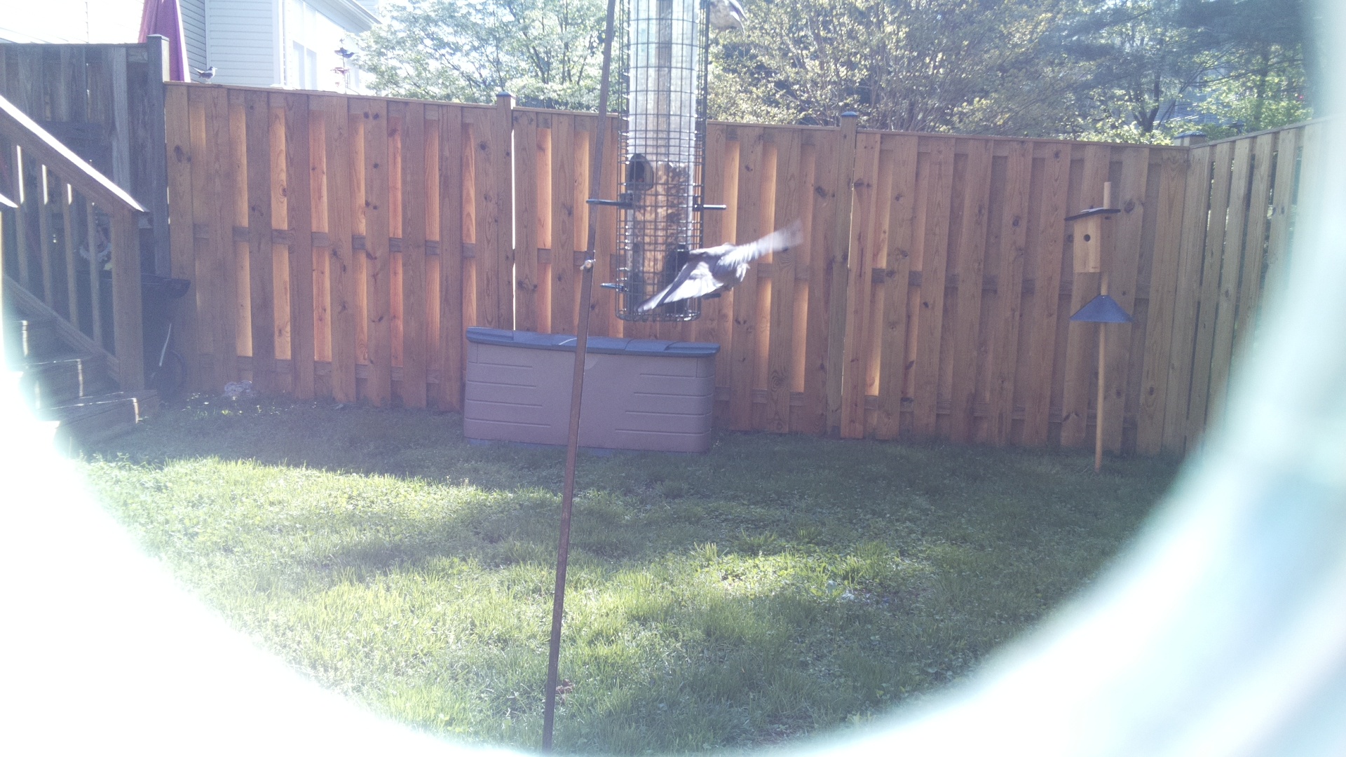 Jacobin Pigeon