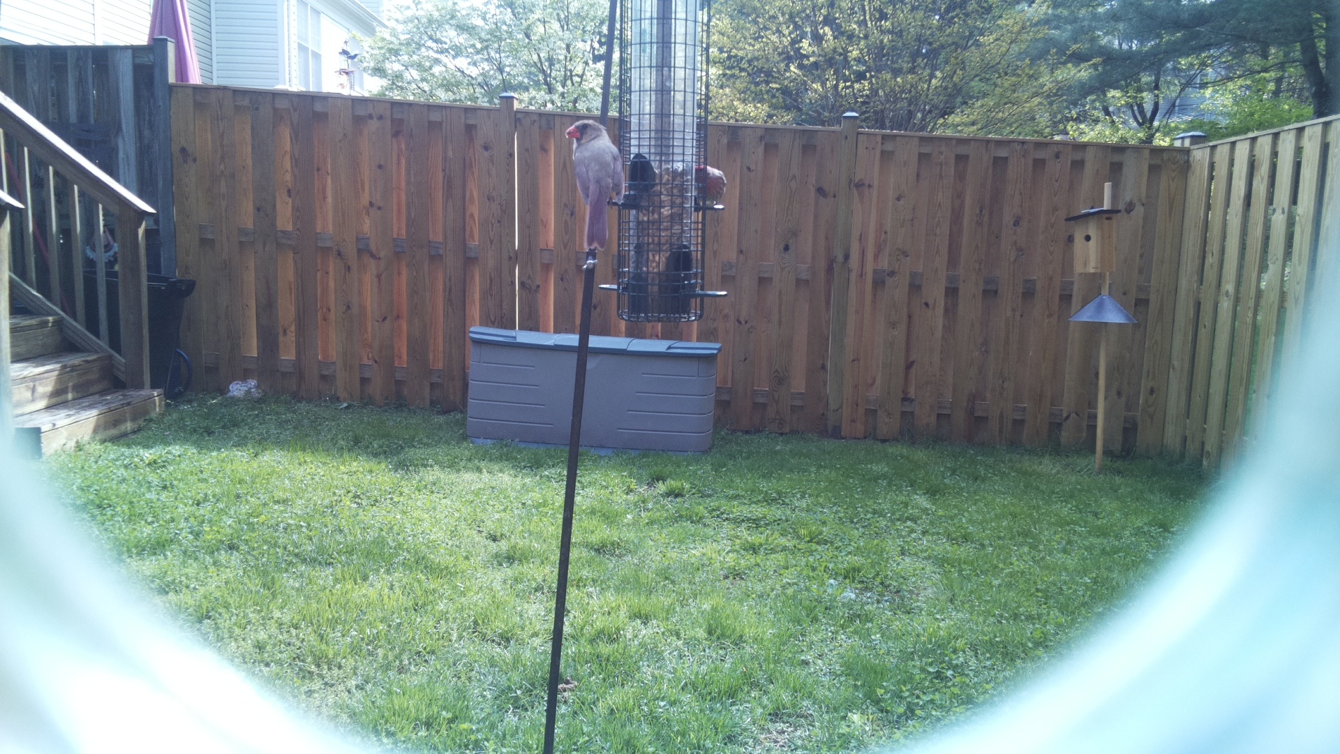 Jacobin Pigeon